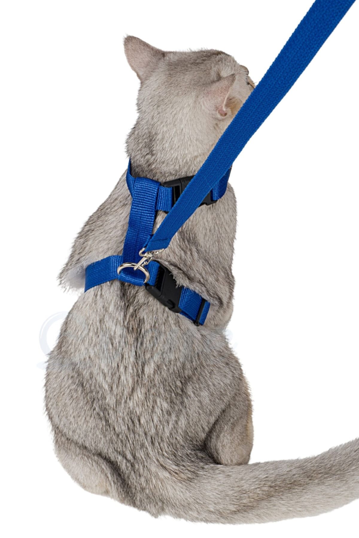Evene Kedi Tasması Kedi Göğüs Bel Ayarlanabilir Dayanıklı Sağlam Tasma Mavi