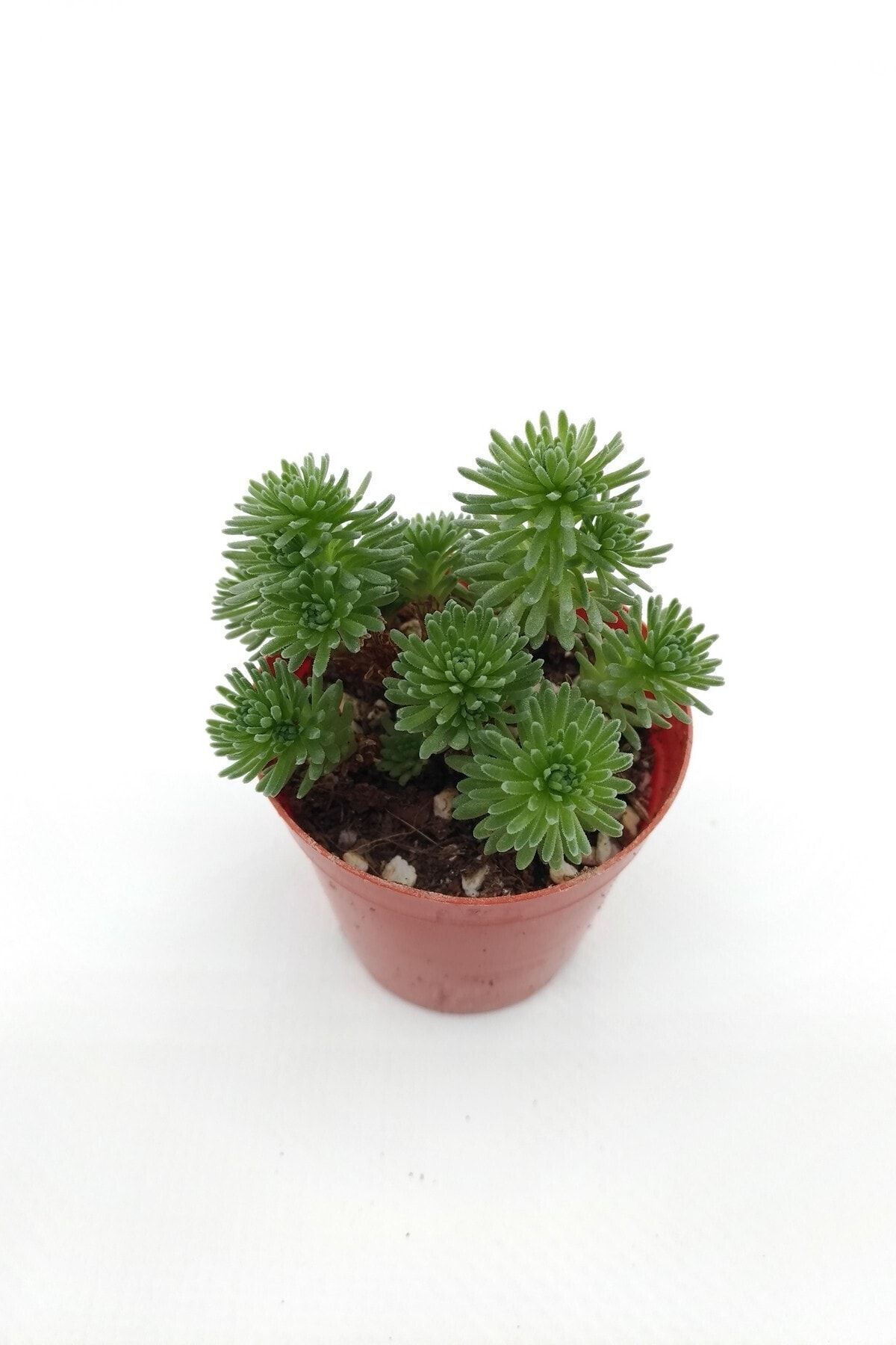 kaktuskent Sedum Multiceps - Bonsai Sukulent - 5.5 Cm Saksıda