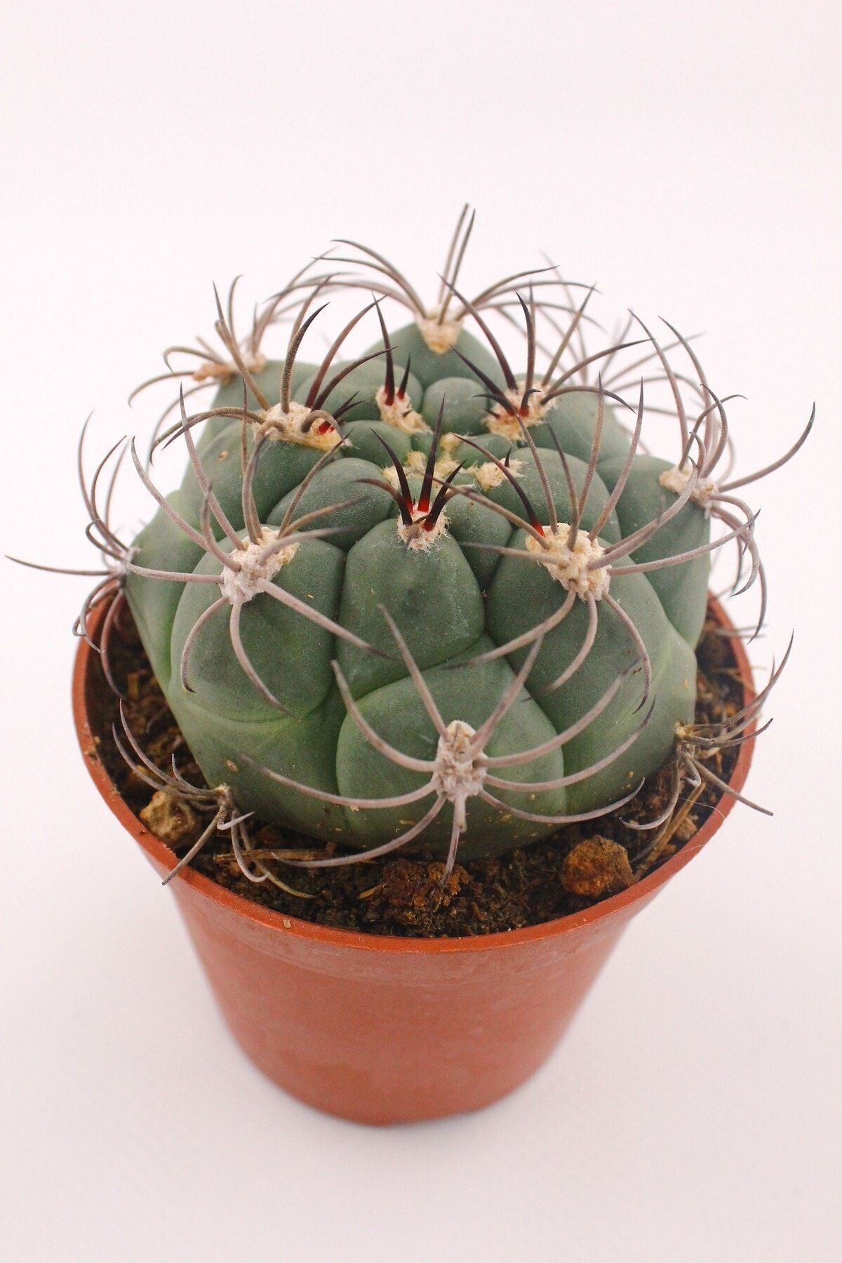kaktuskent Gymnocalycium Saglionis Kaktüs - 8.5 Cm Saksıda