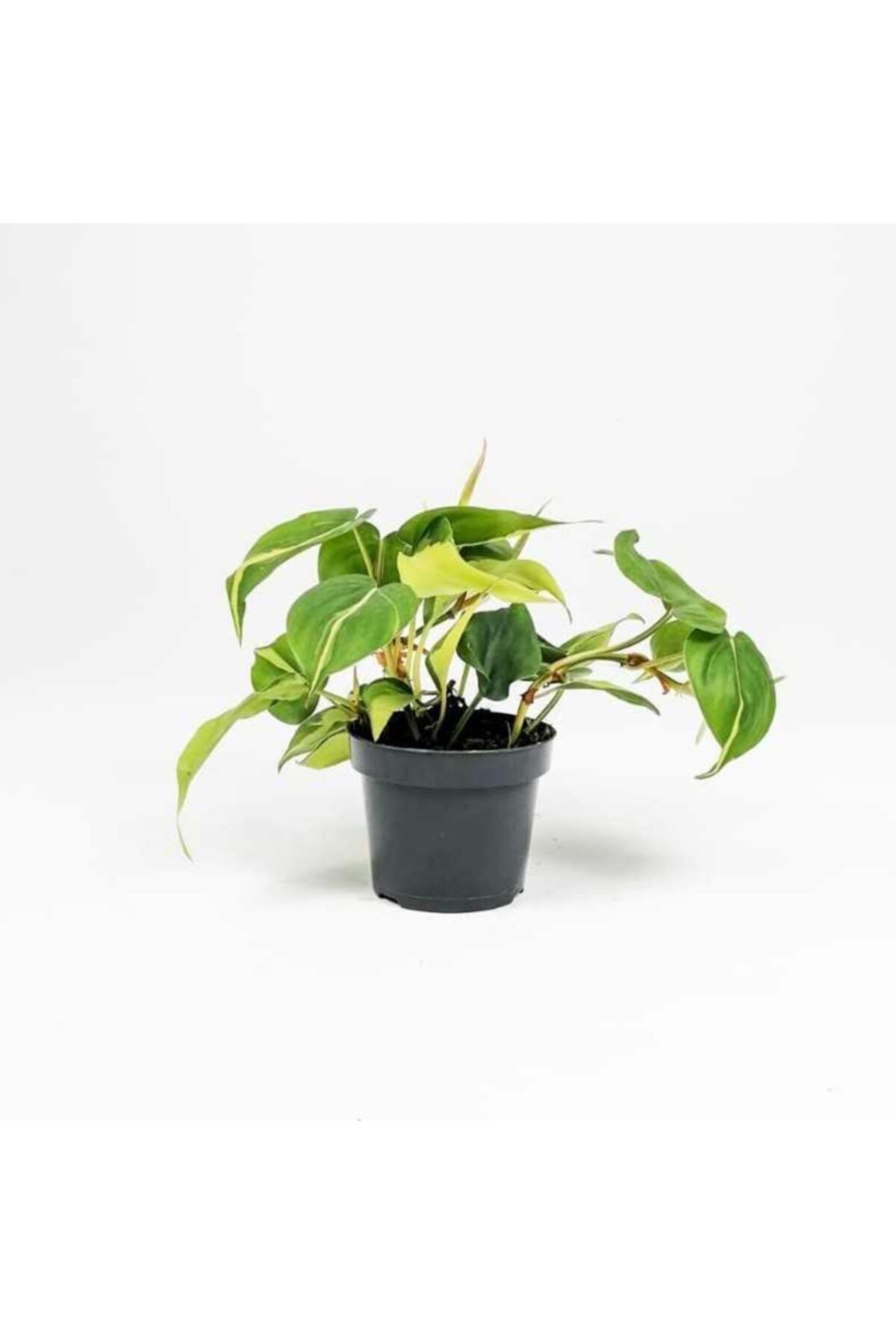 Fidanburada Kalp Yapraklı Salon Sarmaşığı Alacalı-philodendron Scandens Brasil