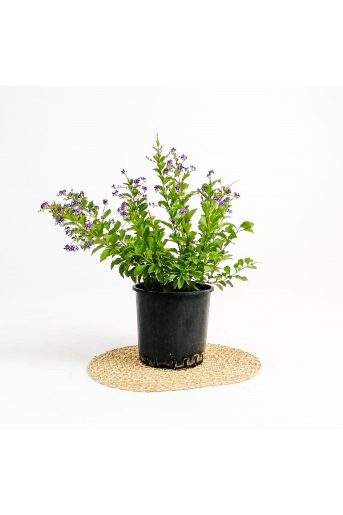 Fidanburada Duranta Çalısı - Ağaç Menekşesi- (Duranta Erecta)-
