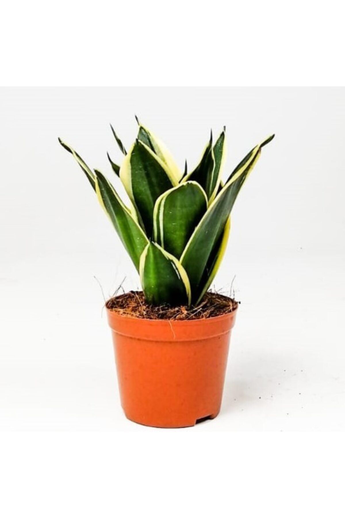 Fidanburada Lotus Bodur Paşa Kılıcı - Sansevieria Trif. Lotus Hahnii