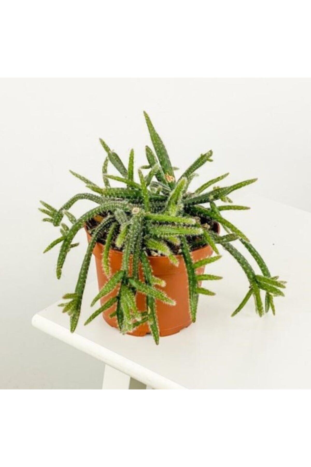 Fidanburada Rhipsalis Pilocarpa Spagetti Kaktüs - Ithal