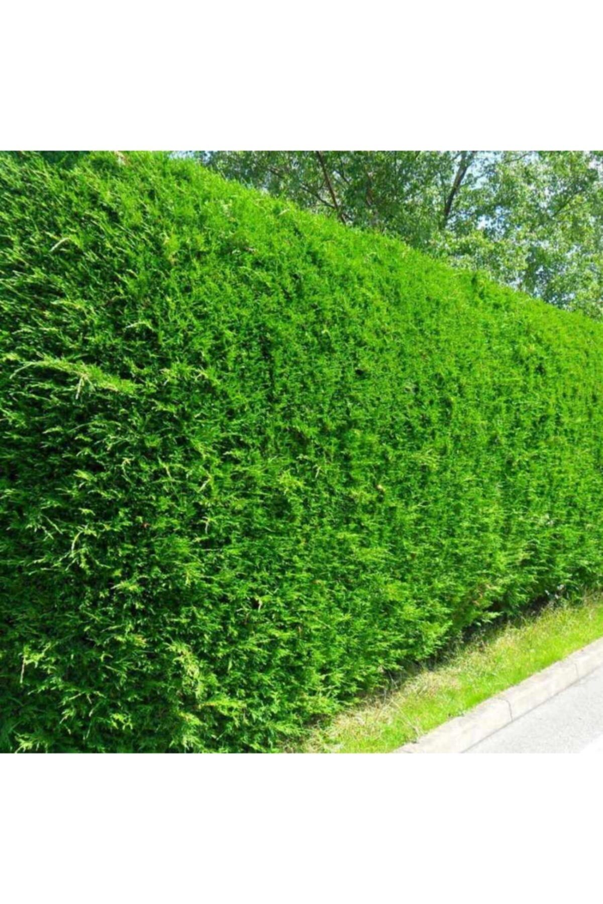Fidanburada Leylandi Fidan Paketi 8 Adet -20-30 Cm Tüplü (CUPRESSOCYPARİS LEYLANDİİ)