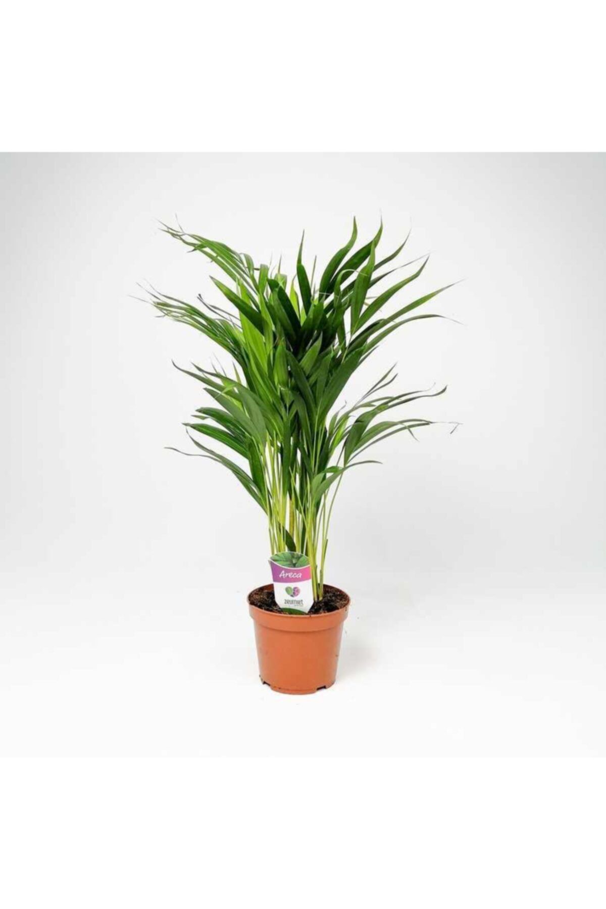 Fidanburada Areka Palmiyesi-areca Dypsis Lutescens 70-90 Cm - Ithal