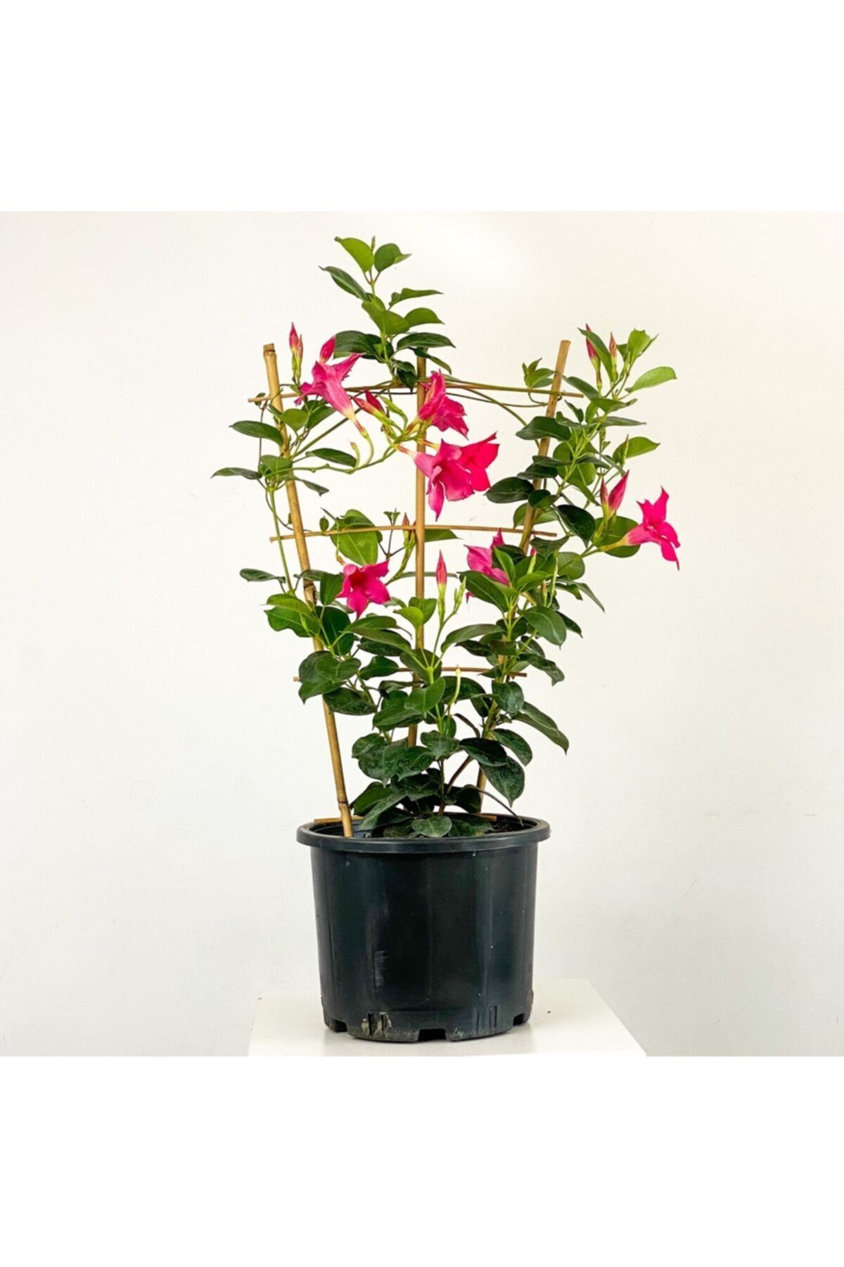 Fidanburada Mandevilla Çiçeği - Mandevilla Apocynaceae Kafes Pembe