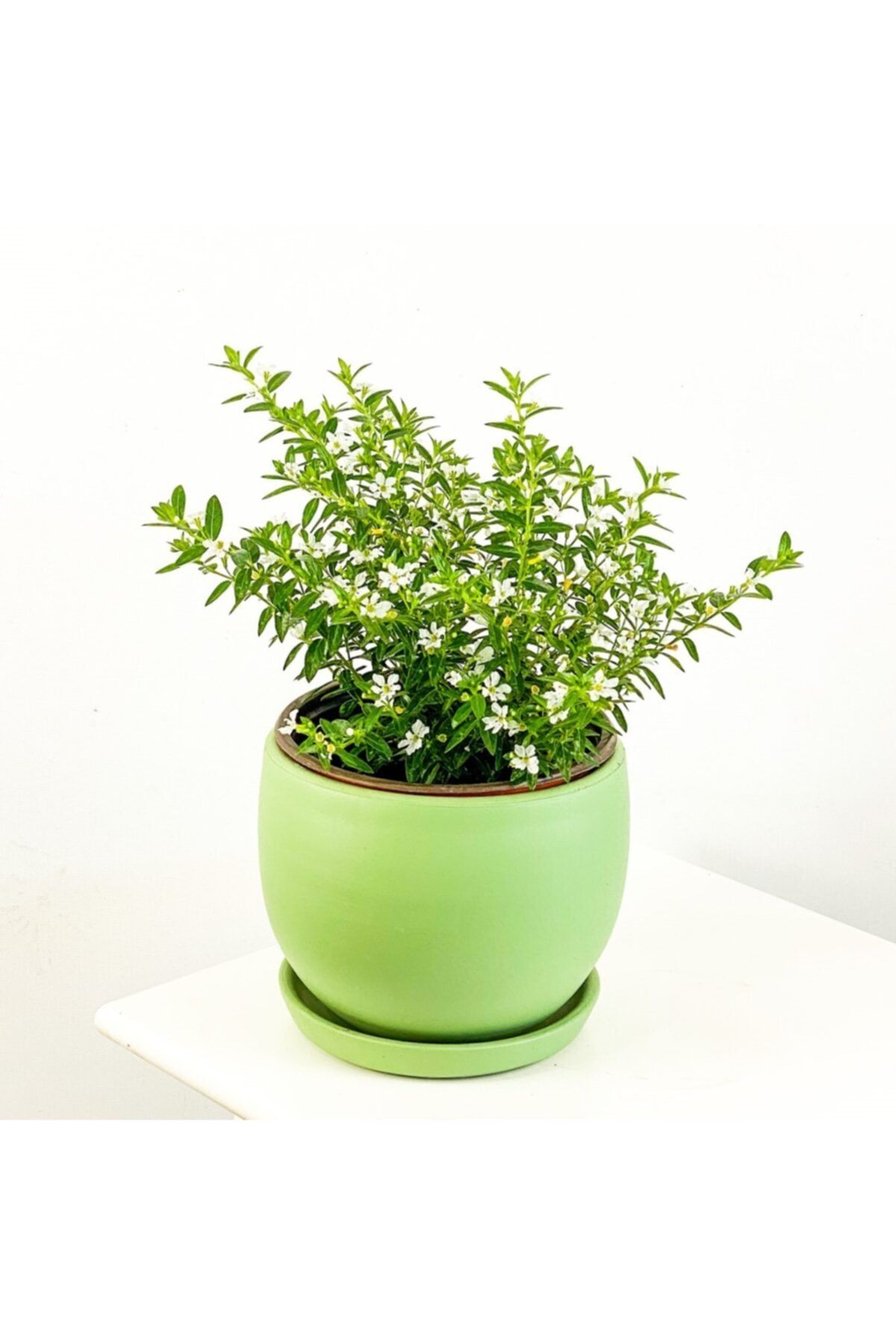 Fidanburada Kufeya Cennet Çiçeği Beyaz - Cuphea Hyssopifolia 20-30cm