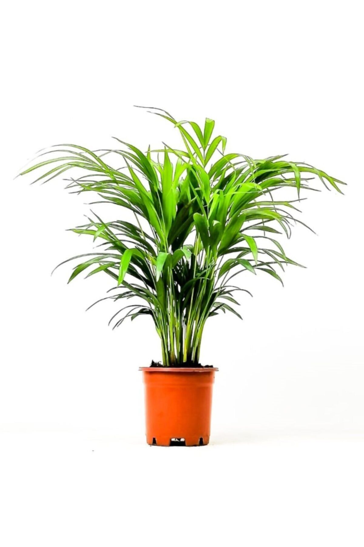Fidanburada Areka Palmiyesi-areca Dypsis Lutescens 60-80 Cm