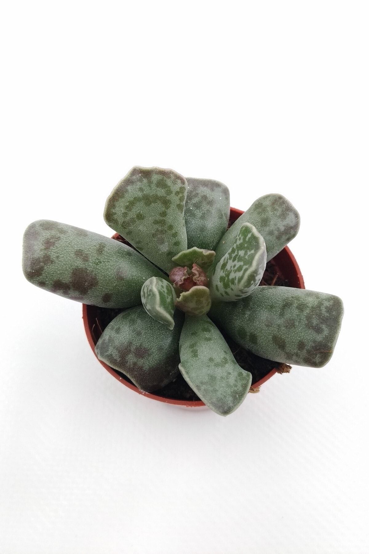 kaktuskent Adromischus Cooperi - 5.5 Cm Saksıda