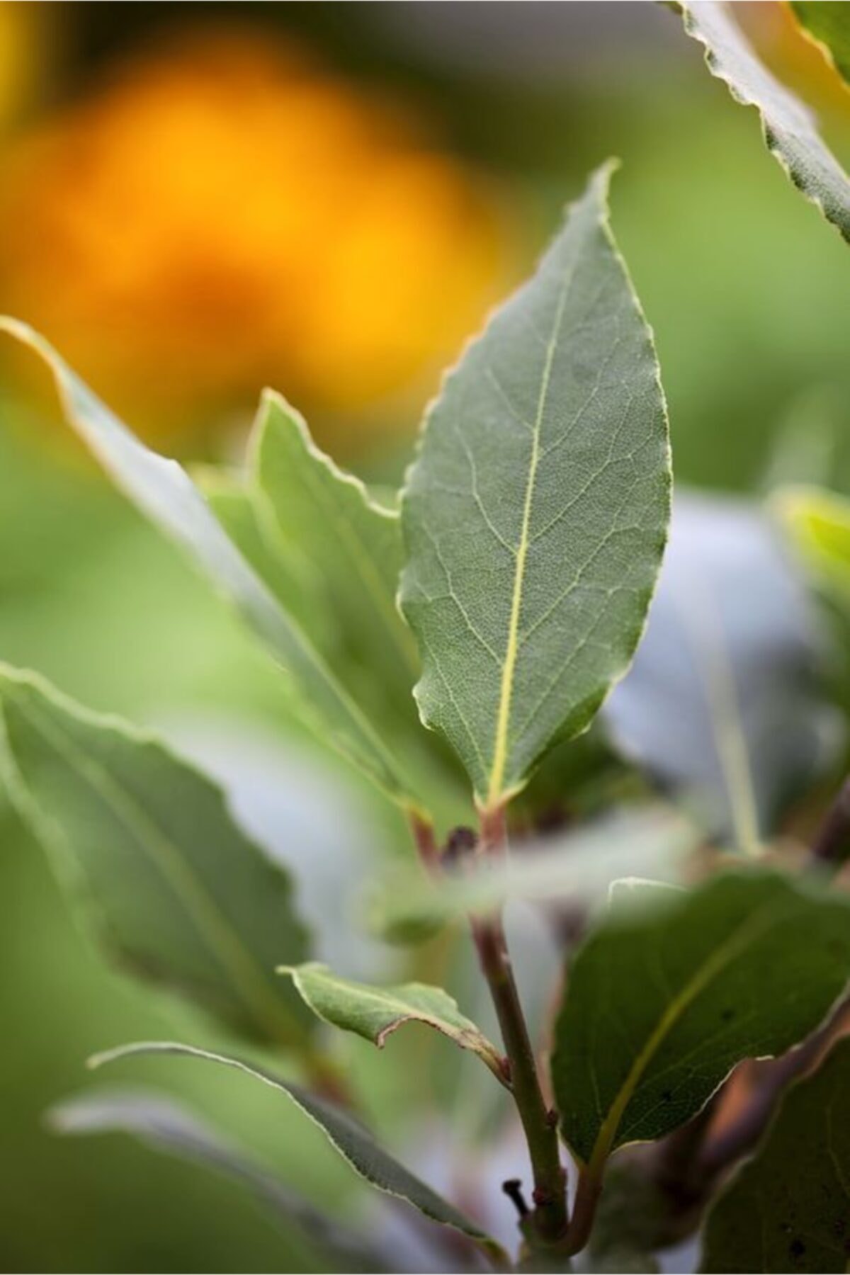 Fidanburada Defne (laurus Nobilis)