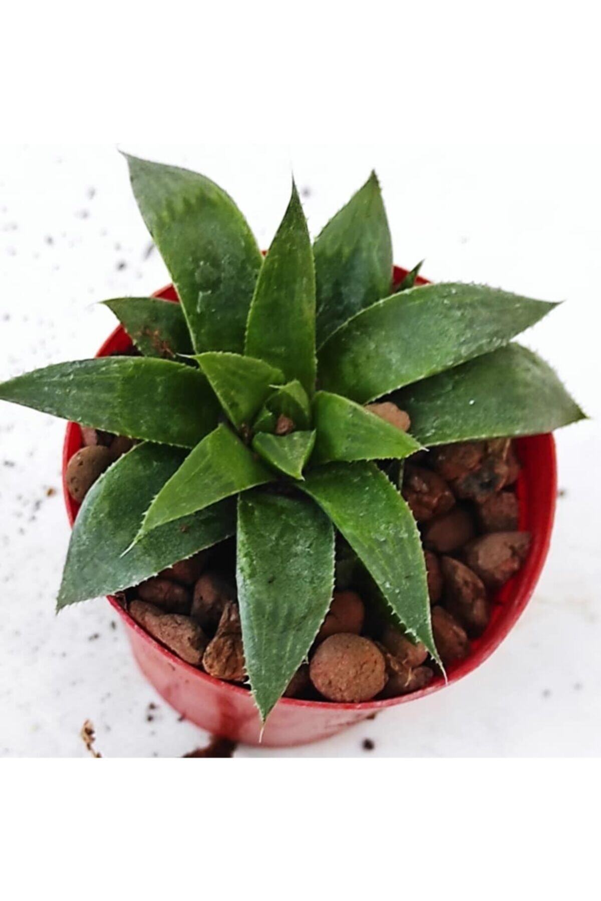 Pagoda Saksılarda Kaktüs 5.5 cm