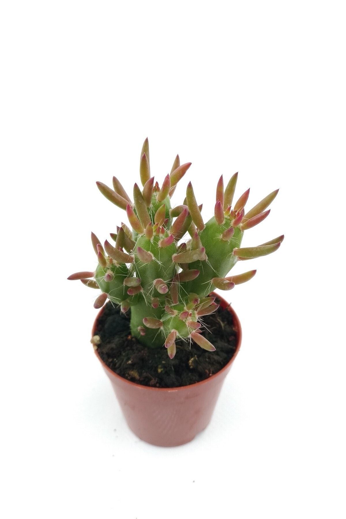 kaktuskent Opuntia Subulata Kaktüs - 5.5 Cm Saksı