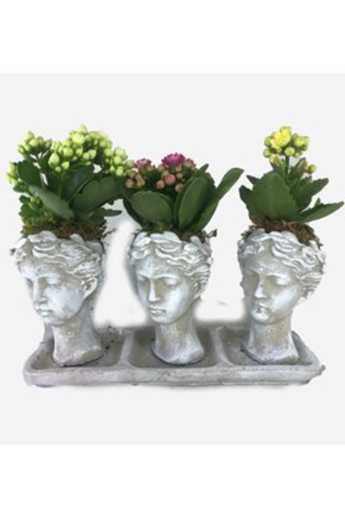 Hasal Süs Bitkileri Çeşitli Renkte Kalanşo Kalanchoe & Eskitme Trio Helen Beton Saksıda Hediyelik Canlı Çiçek