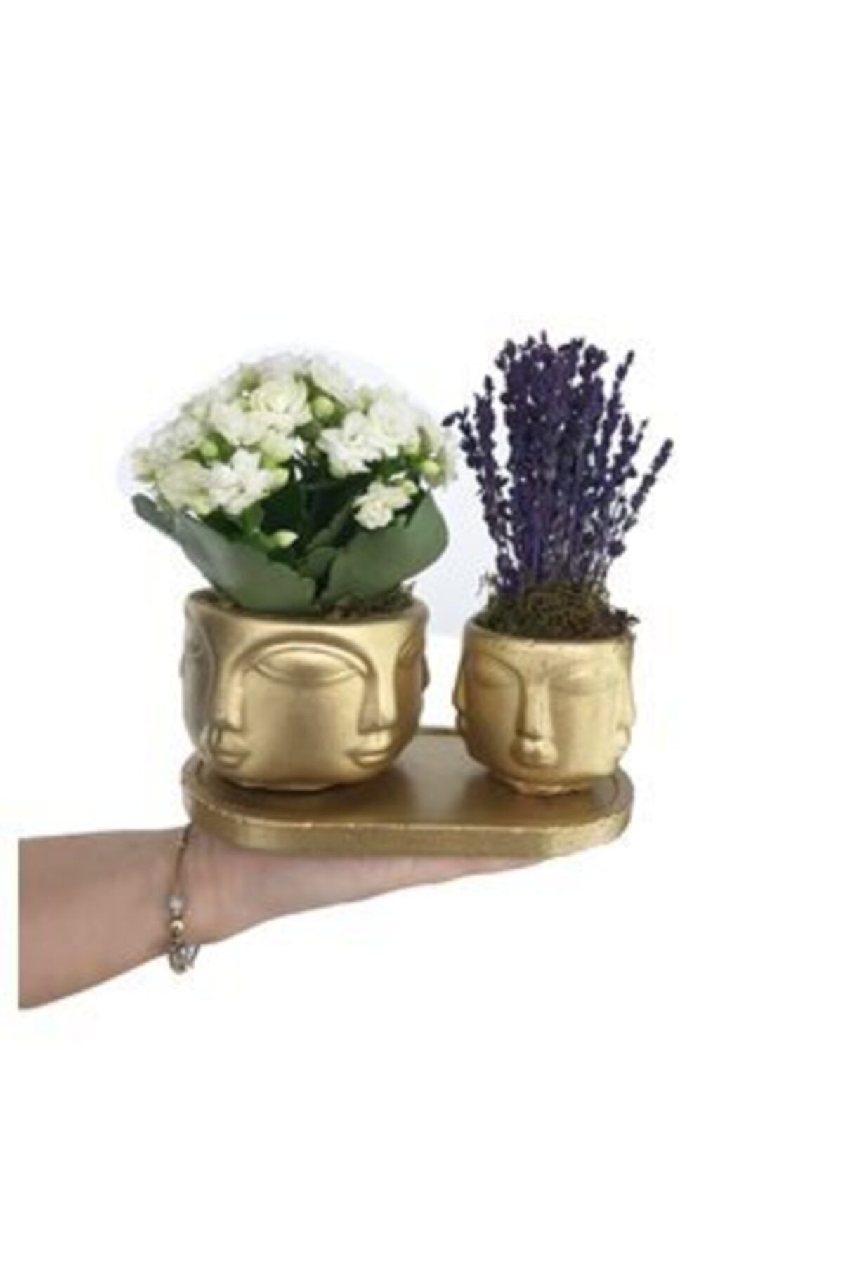 Hasal Süs Bitkileri Beyaz Kalanşo Kalanchoe & Kokulu Lavanta & Altın Face Beton Saksıda Hediyelik Canlı Çiçek