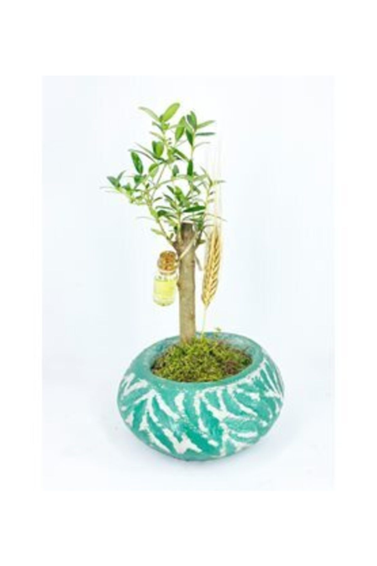 Hasal Süs Bitkileri Zeytin Ağacı Bonsai & Yeşil Vane Beton Saksıda Hediyelik Canlı Çiçek