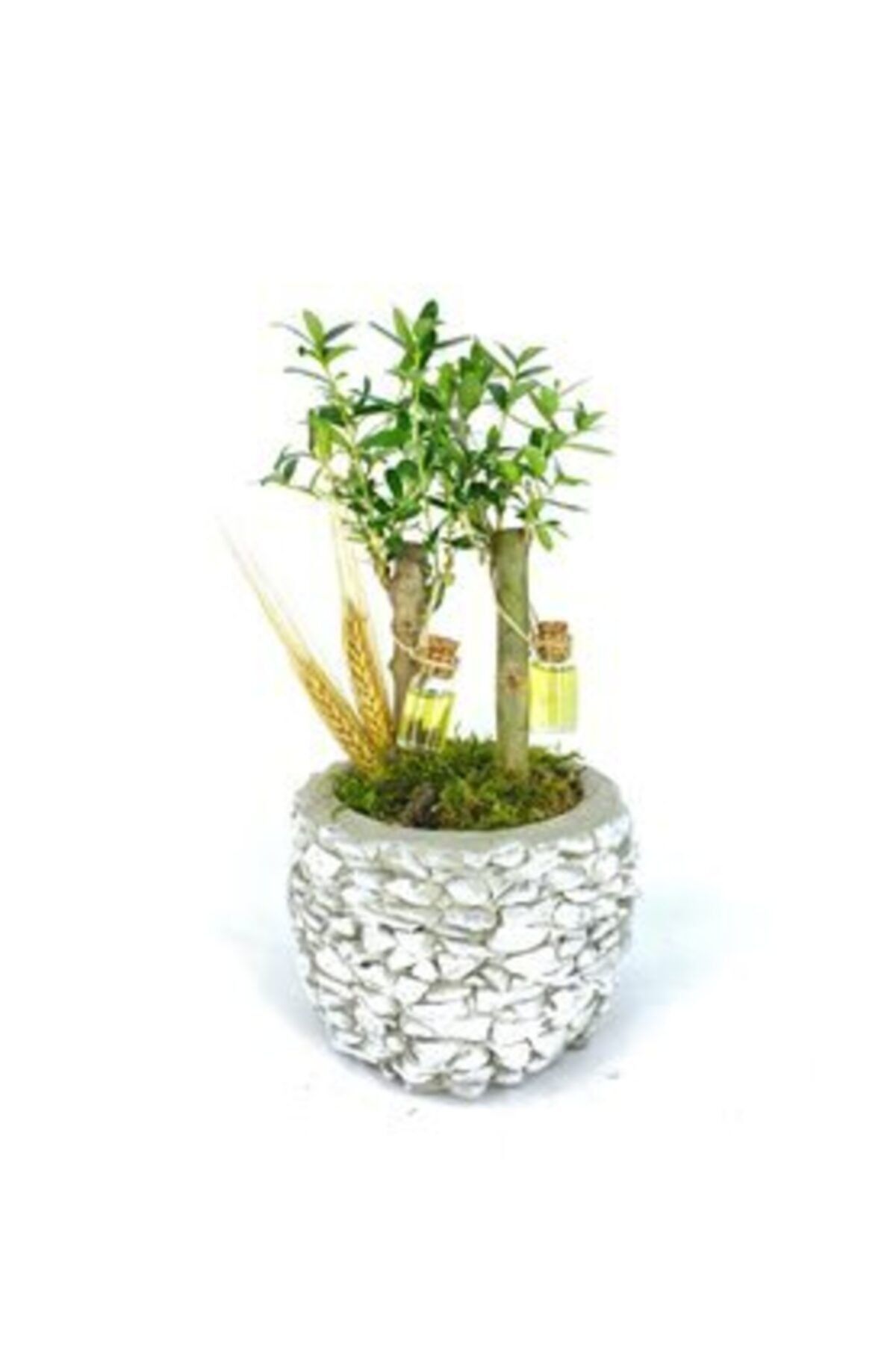 Hasal Süs Bitkileri Zeytin Ağacı Bonsai & Beyaz Magle Beton Saksıda Hediyelik Canlı Çiçek