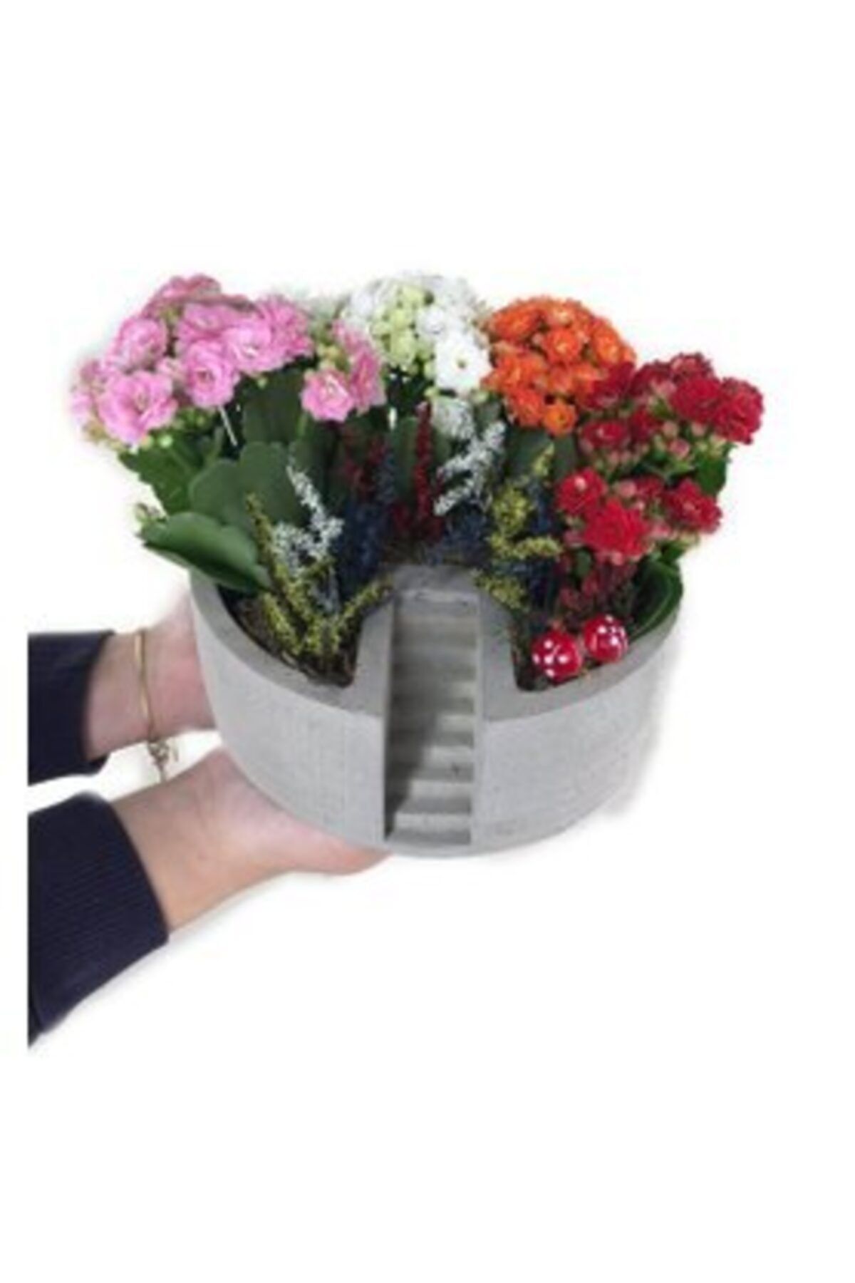 Hasal Süs Bitkileri Çeşitli Renkte Kalanşo Kalanchoe & Gri Life Ladder Beton Saksıda Hediyelik Canlı Çiçek