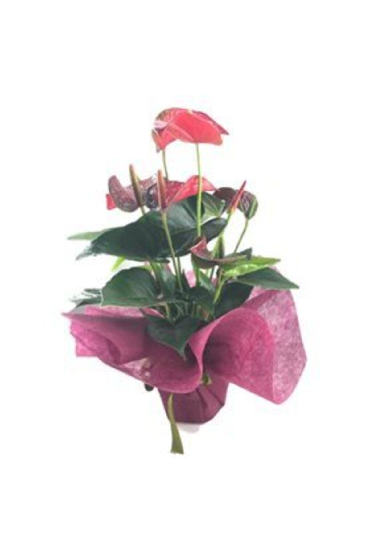 Hasal Süs Bitkileri Flamingo Çiçeği Antoryum Anthurium & Mor Sarım Yeşil Kurdele Saksıda Hediyelik Canlı Çiçek