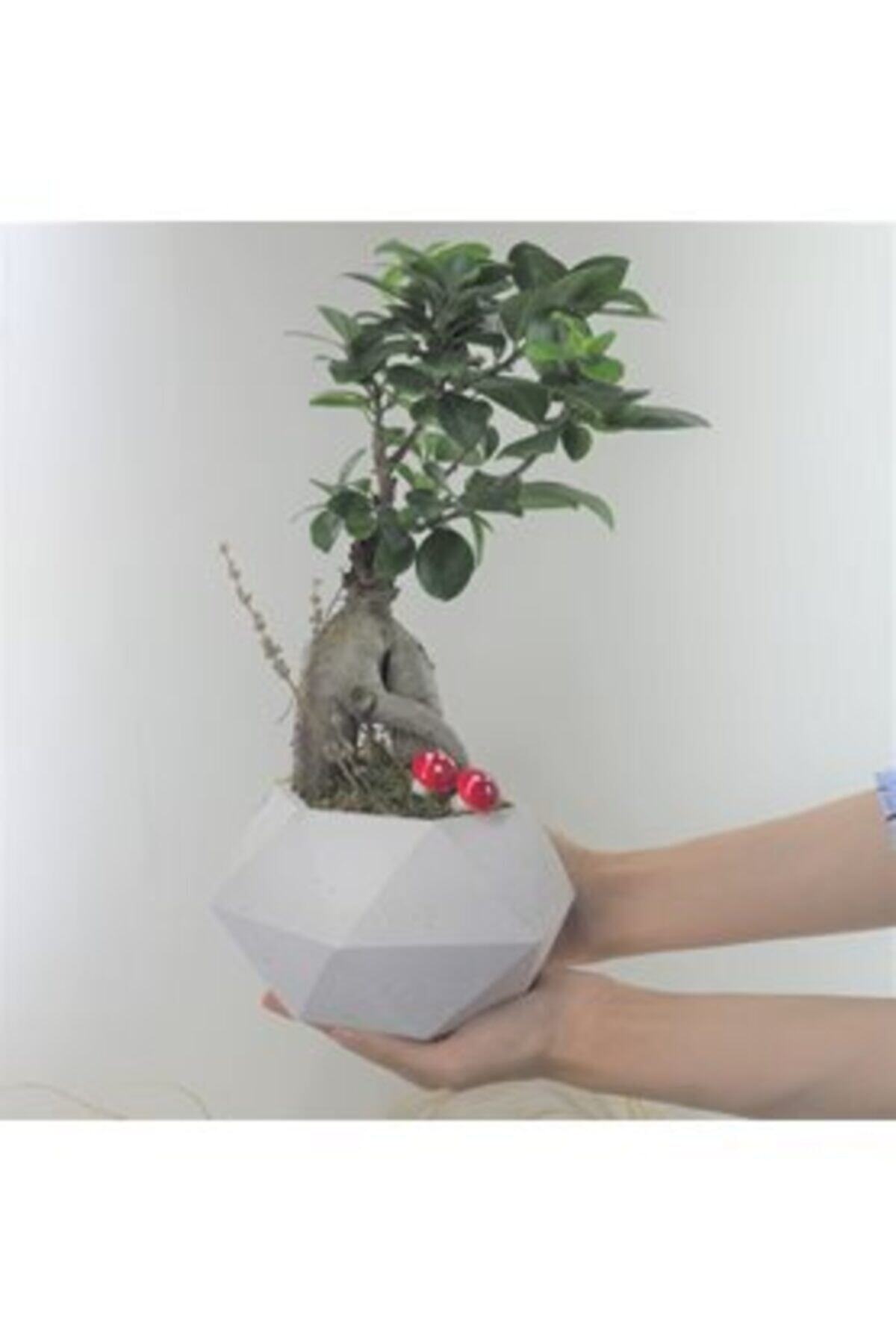 Hasal Süs Bitkileri Ficus Ginseng Bonsai & Beyaz Geometrik Beton Saksıda Hediyelik Canlı Çiçek
