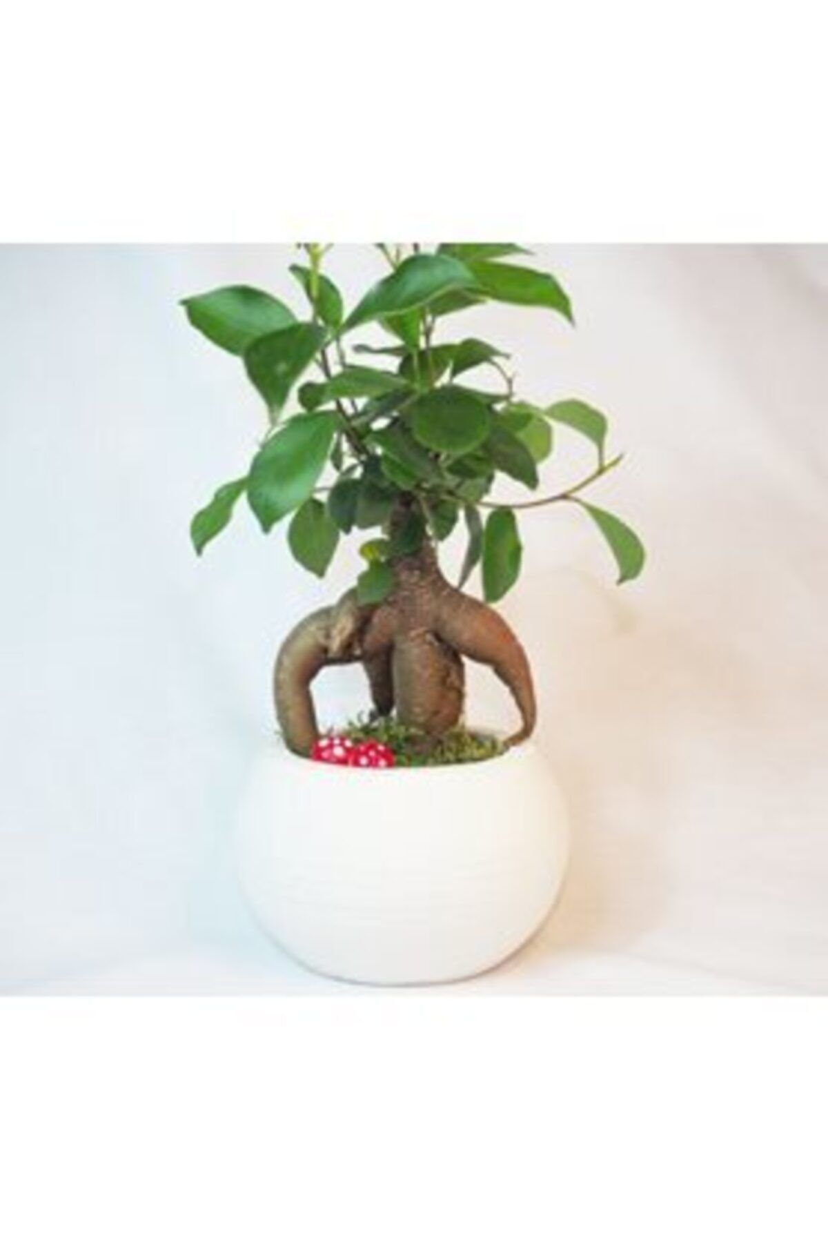 Hasal Süs Bitkileri Ficus Ginseng Bonsai & Beyaz Venüs Beton Saksıda Hediyelik Canlı Çiçek