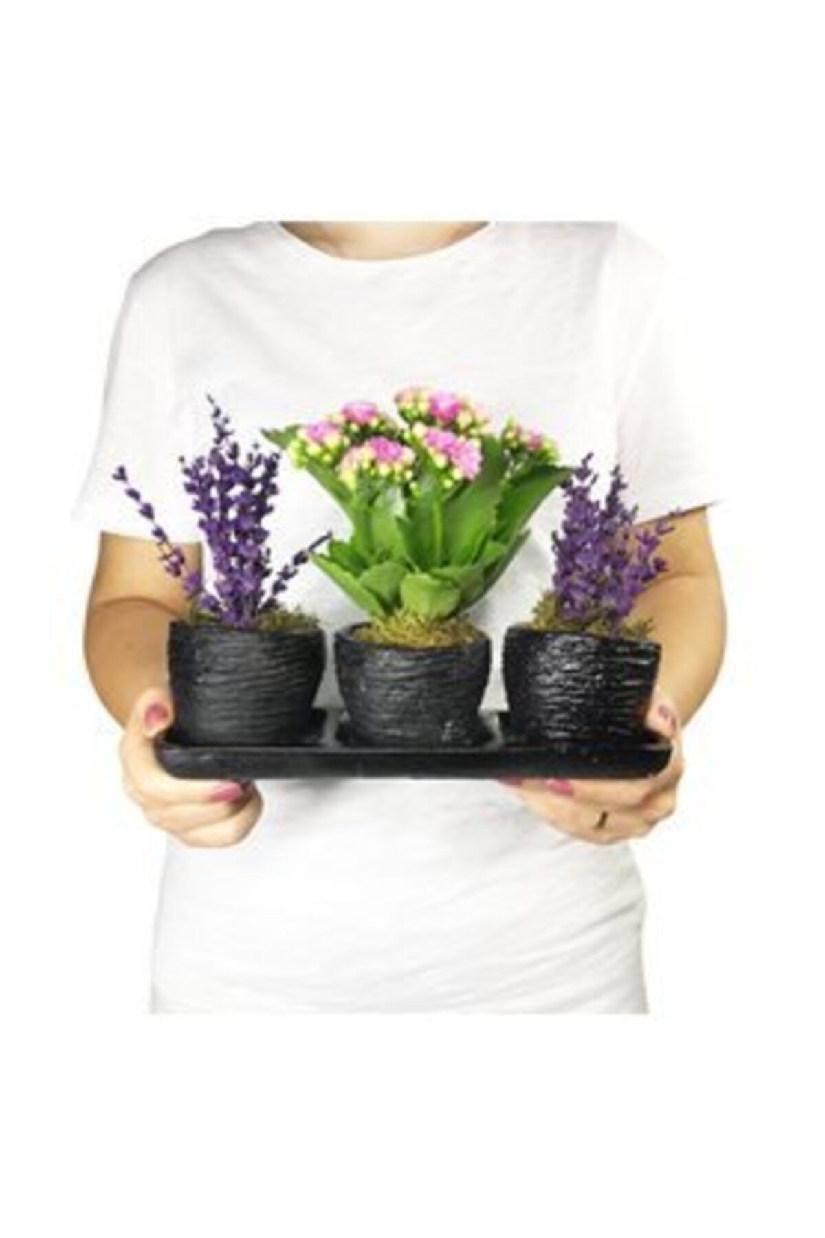 Hasal Süs Bitkileri Pembe Kalanşo Kalanchoe & Kokulu Lavanta & Siyah Trio Curve Beton Saksıda Hediyelik Canlı Çiçek