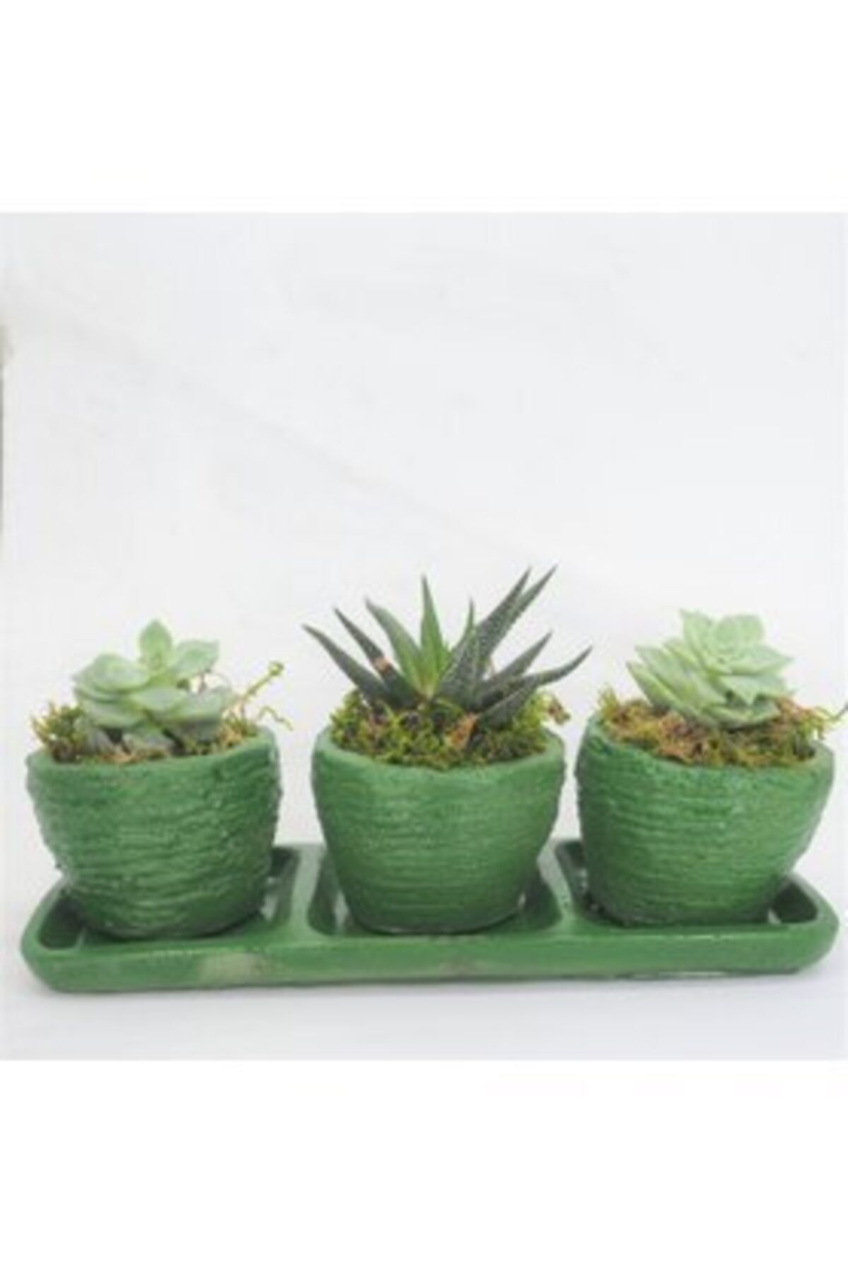 Hasal Süs Bitkileri Haworthia & Sukulent & Yeşil Trio Curve Beton Saksıda Hediyelik Canlı Çiçek