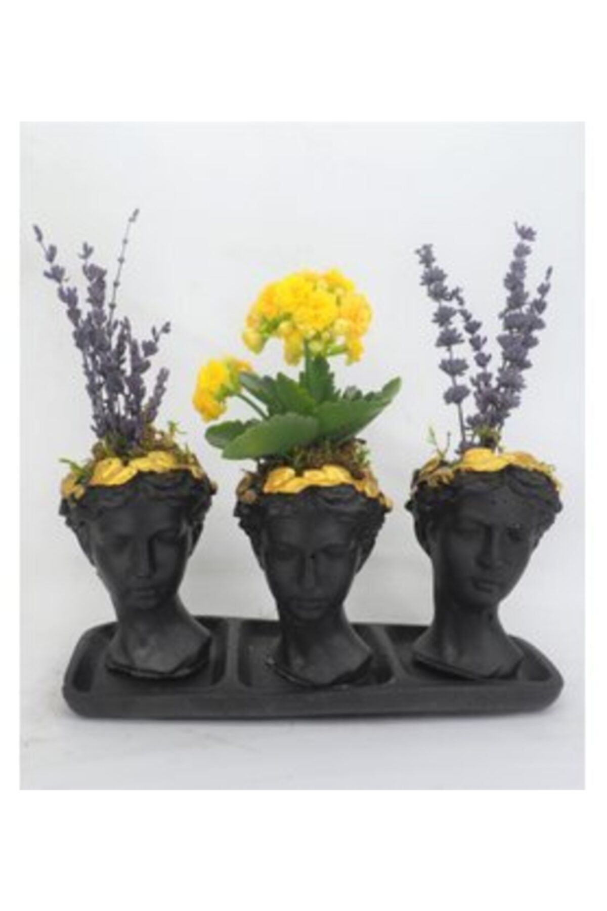 Hasal Süs Bitkileri Sarı Kalanşo Kalanchoe & Kokulu Lavanta & Siyah Trio Helen Beton Saksıda Canlı Çiçek