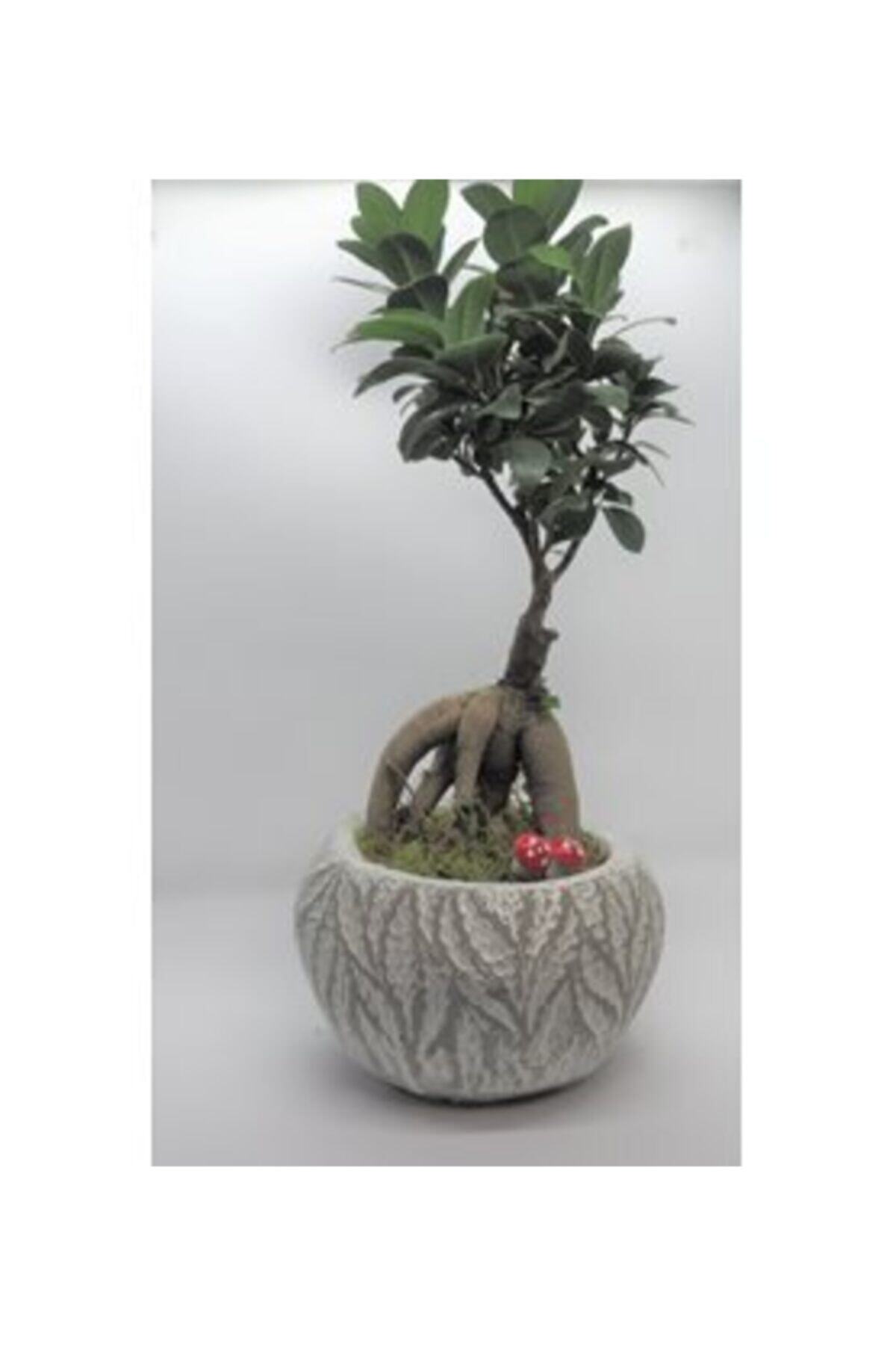Hasal Süs Bitkileri Ficus Ginseng Bonsai & Beyaz Vane Beton Saksıda Hediyelik Canlı Çiçek