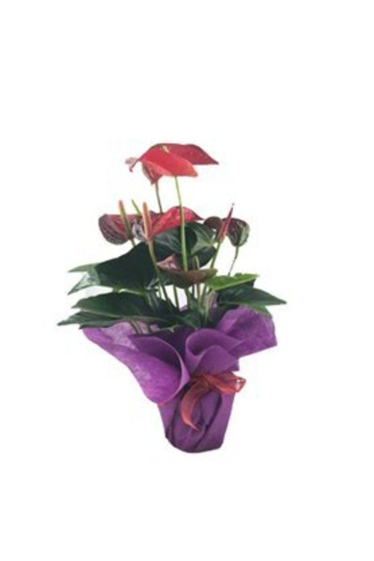Hasal Süs Bitkileri Flamingo Çiçeği Antoryum Anthurium & Mor Sarım Kırmızı Kurdele Saksıda Hediyelik Canlı Çiçek