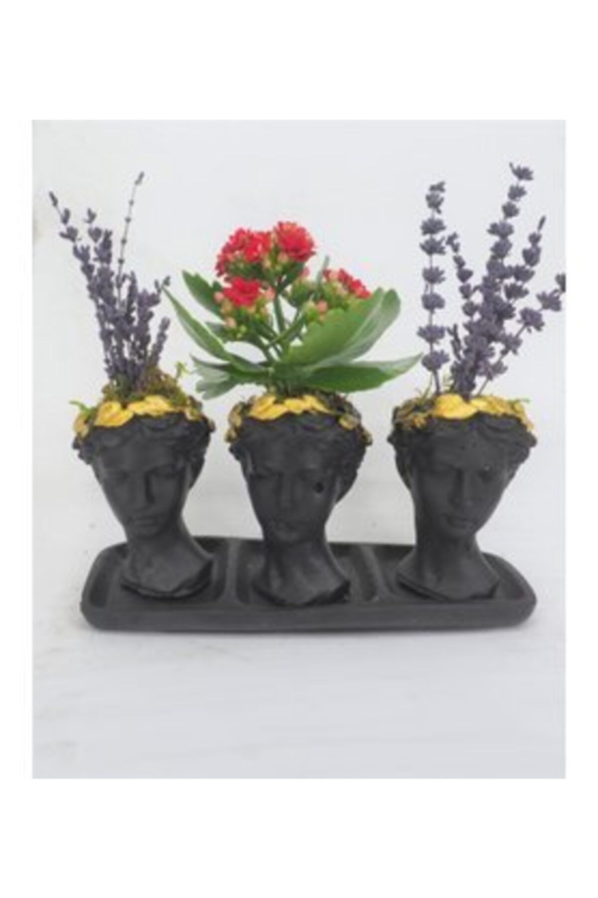 Hasal Süs Bitkileri Kırmızı Kalanşo Kalanchoe & Kokulu Lavanta & Siyah Trio Helen Beton Saksıda Canlı Çiçek