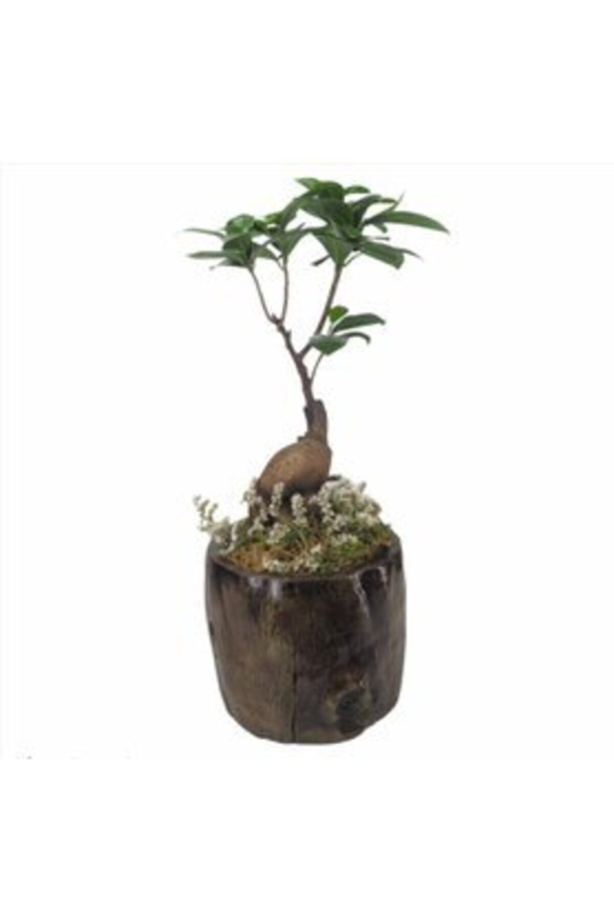 Hasal Süs Bitkileri Ficus Ginseng Bonsai & Remz Odun Beton Saksıda Hediyelik Canlı Çiçek