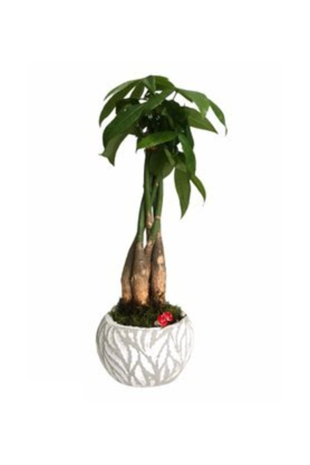 Hasal Süs Bitkileri Para Ağacı Paçira Bitkisi Pachira Bonsai & Beyaz Vane Beton Saksıda Hediyelik Canlı Çiçek