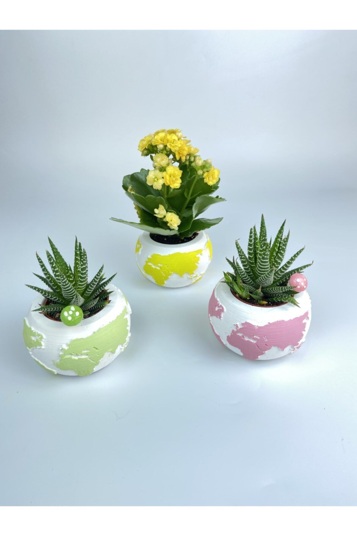 Lavinya Çiçek Öğretmenler Gününe Özel Kalanchoe 3'lü Hawortia Renkli Dünya Motifli Set