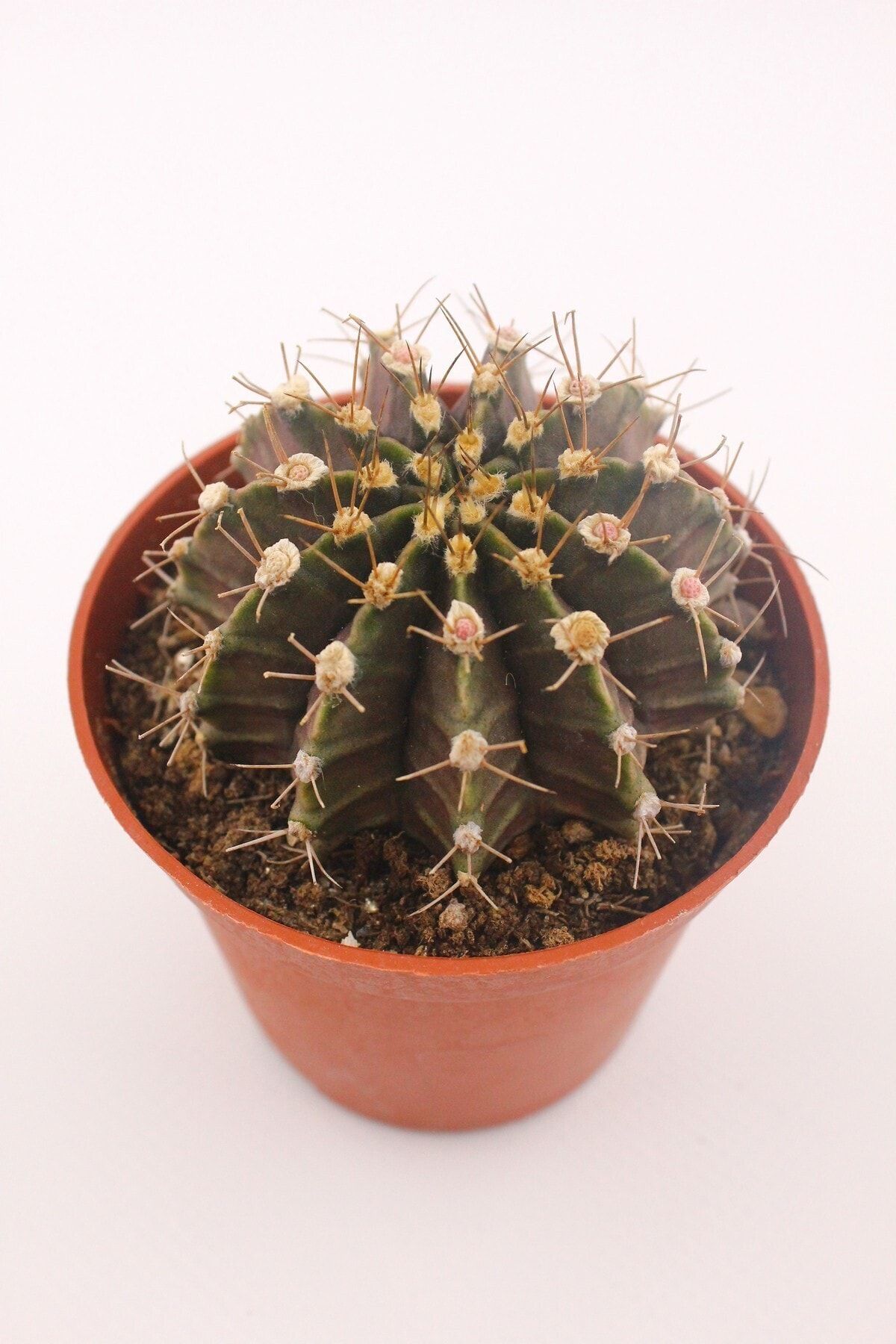 kaktuskent Gymnocalycium Mihanovichii - 8.5 Cm Saksıda