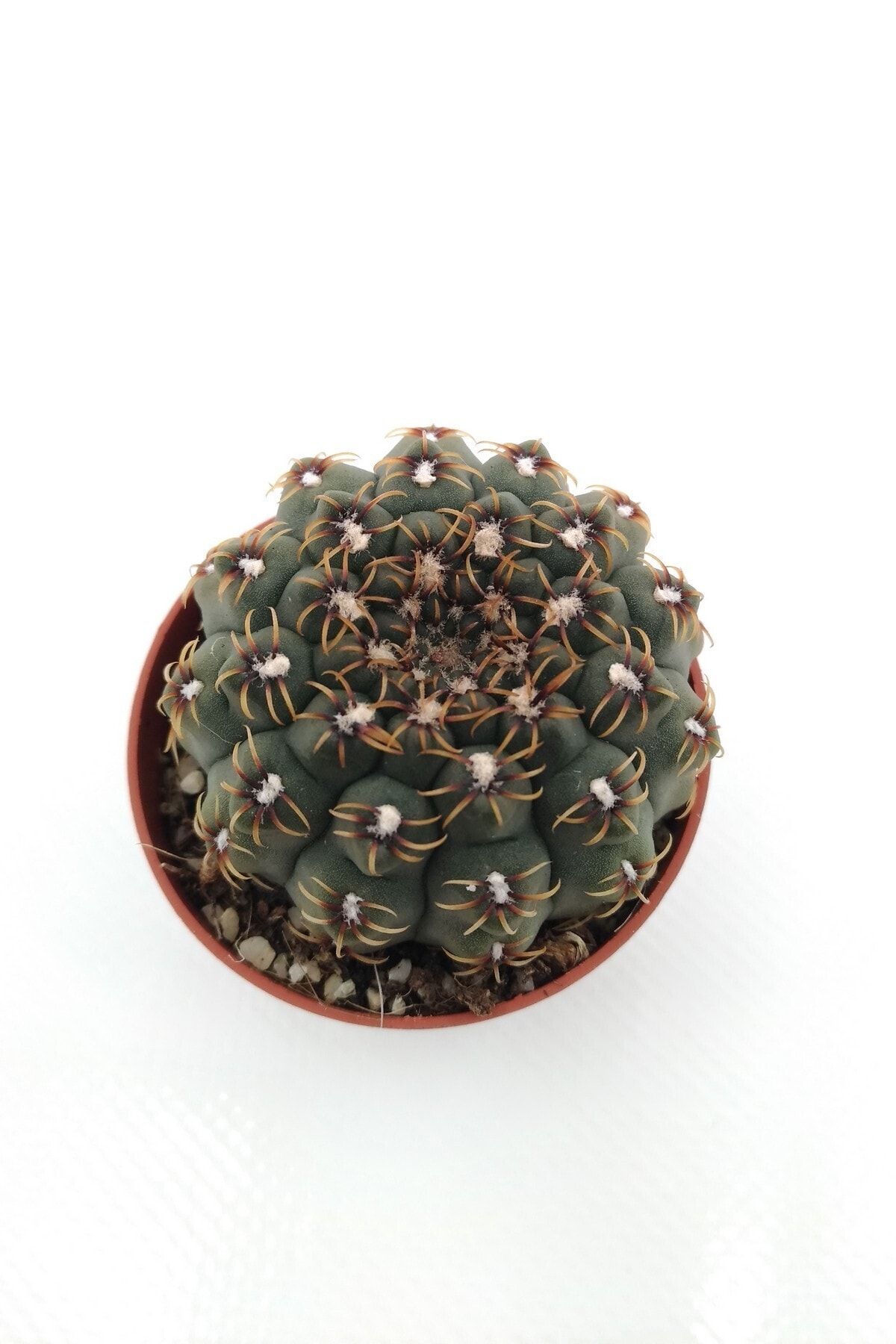kaktuskent Gymnocalycium Quehlanium Kaktüs - 5.5 Cm Saksıda