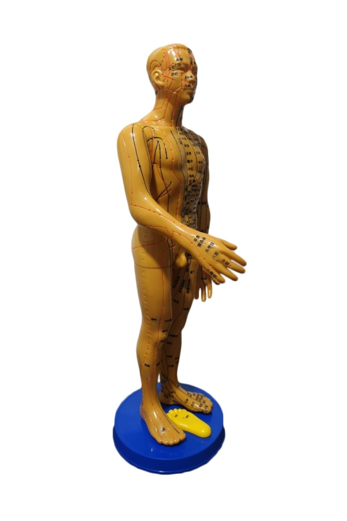 neryas Akupunktur Insan Modeli Tam Boy 50 Cm