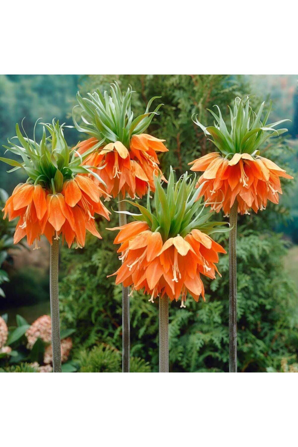 İdeaPazar Turuncu Renkli Aurora Fritillaria Imperialis Ters Lale Soğanı (1 Adet)