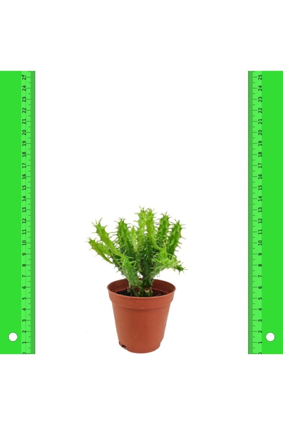 İdeaPazar Euphorbia Mammillaris Kaktüs 5.5 Luk Saksıda