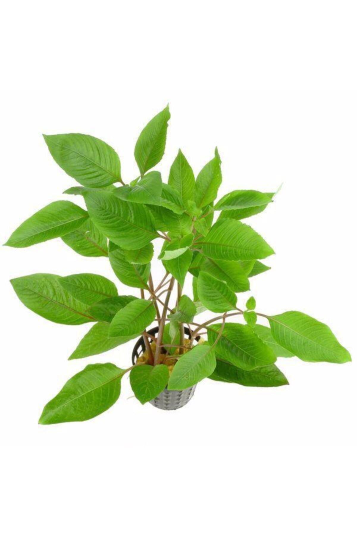 WOOF Nomaphila Stricta Limon Akvaryum Bitkisi 5 Dal