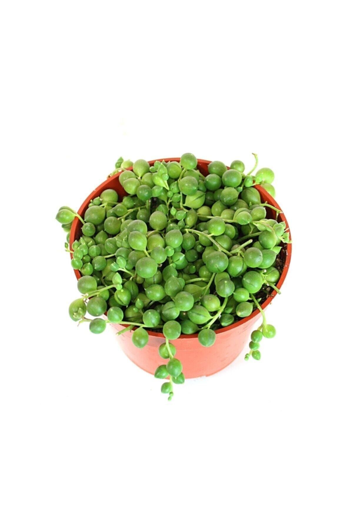 OSKARYUM Senecio Rowleyanus Tesbih Çiçeği