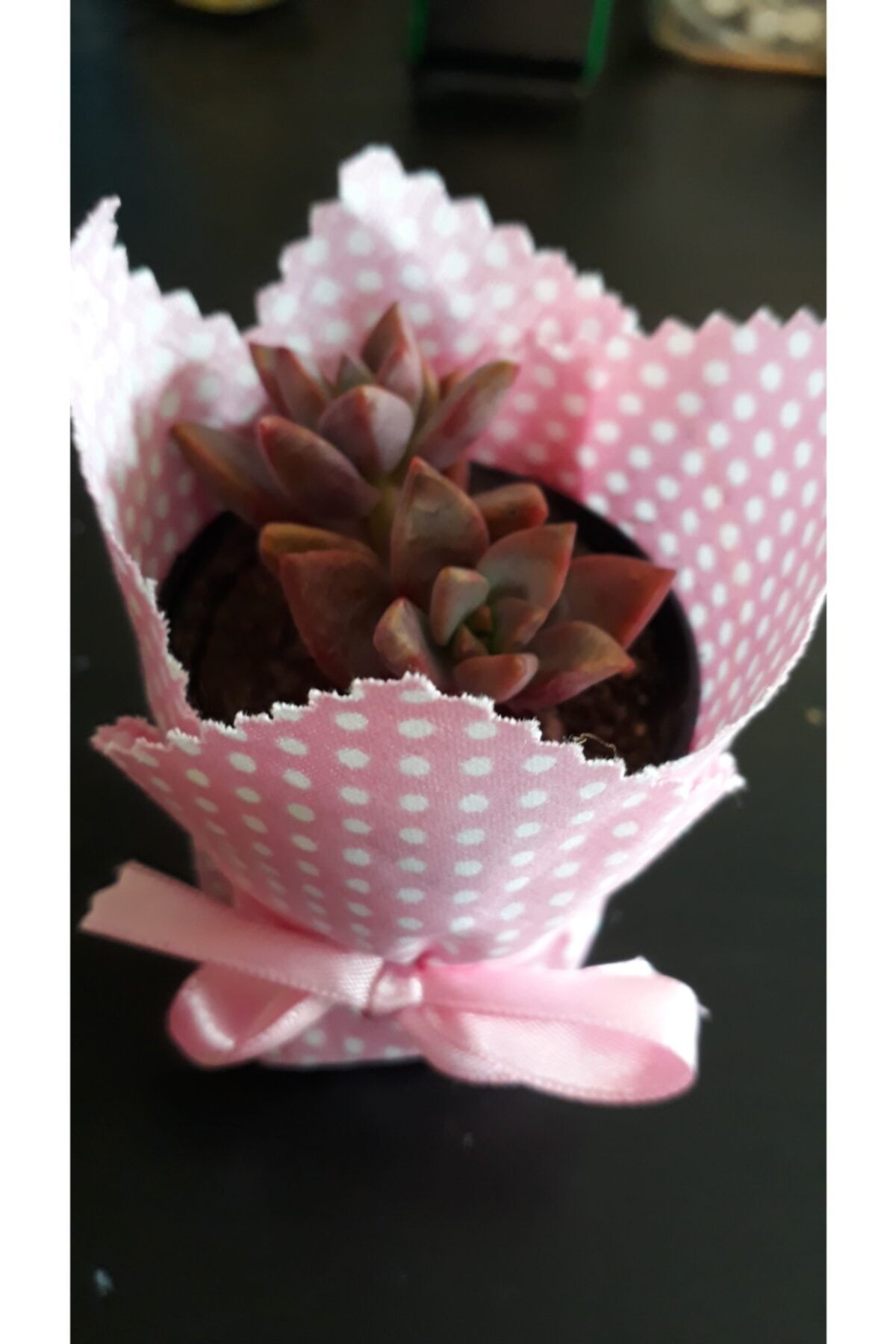 Mine Flora Çiçekçilik Sukulent