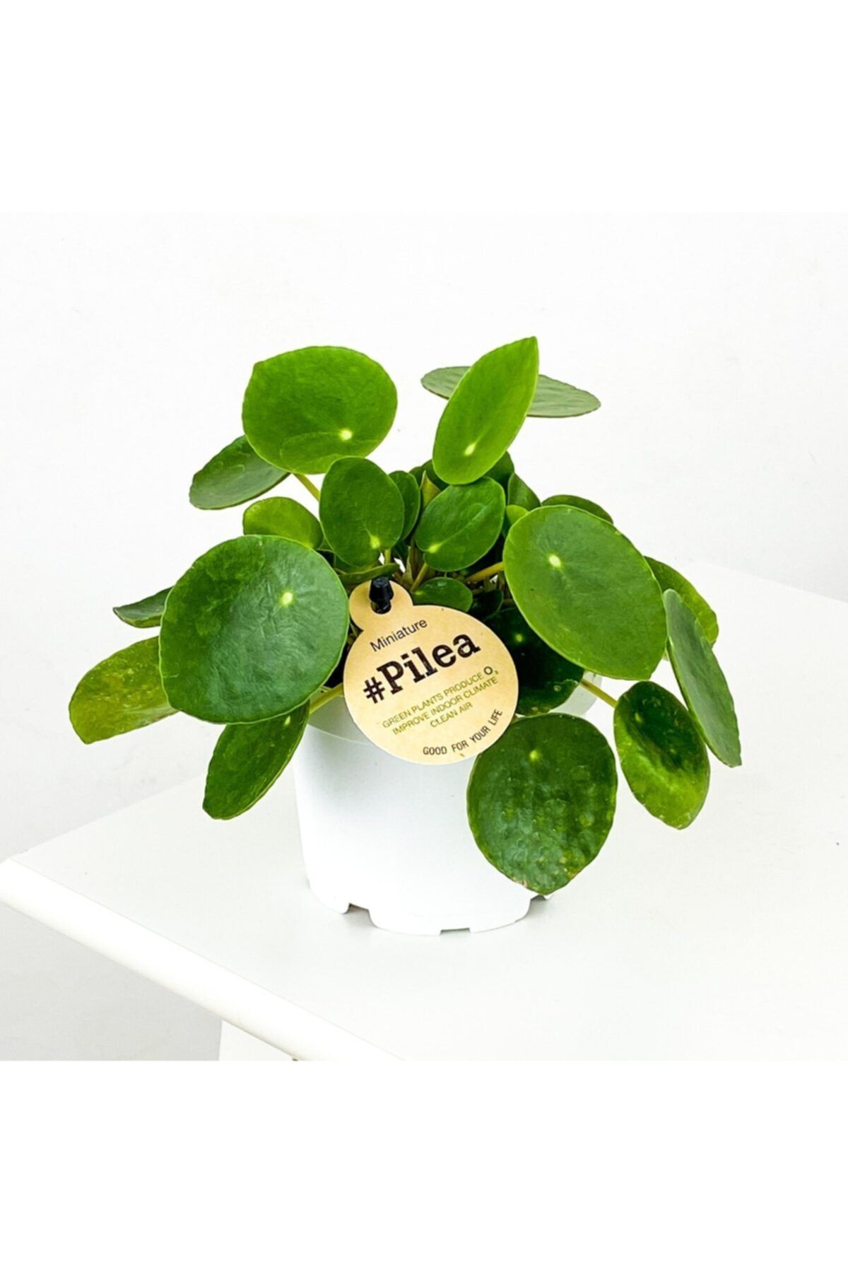 Fidanburada Baby Pilea Peperomioides - Mini Çin Para Bitkisi-ithal