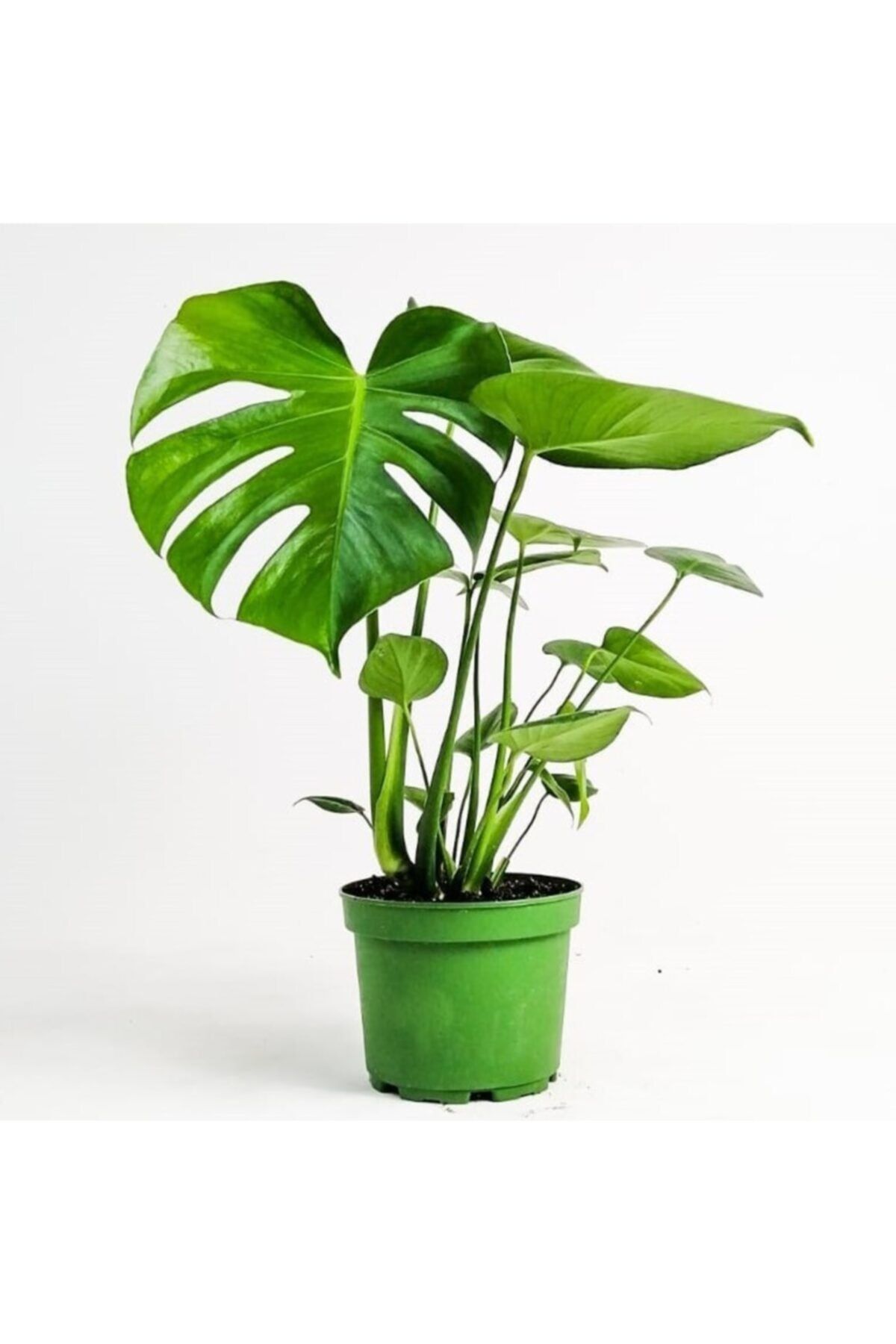 Fidanburada Deve Tabanı Bitkisi - Monstera Deliciosa-ithal 40-50 Cm