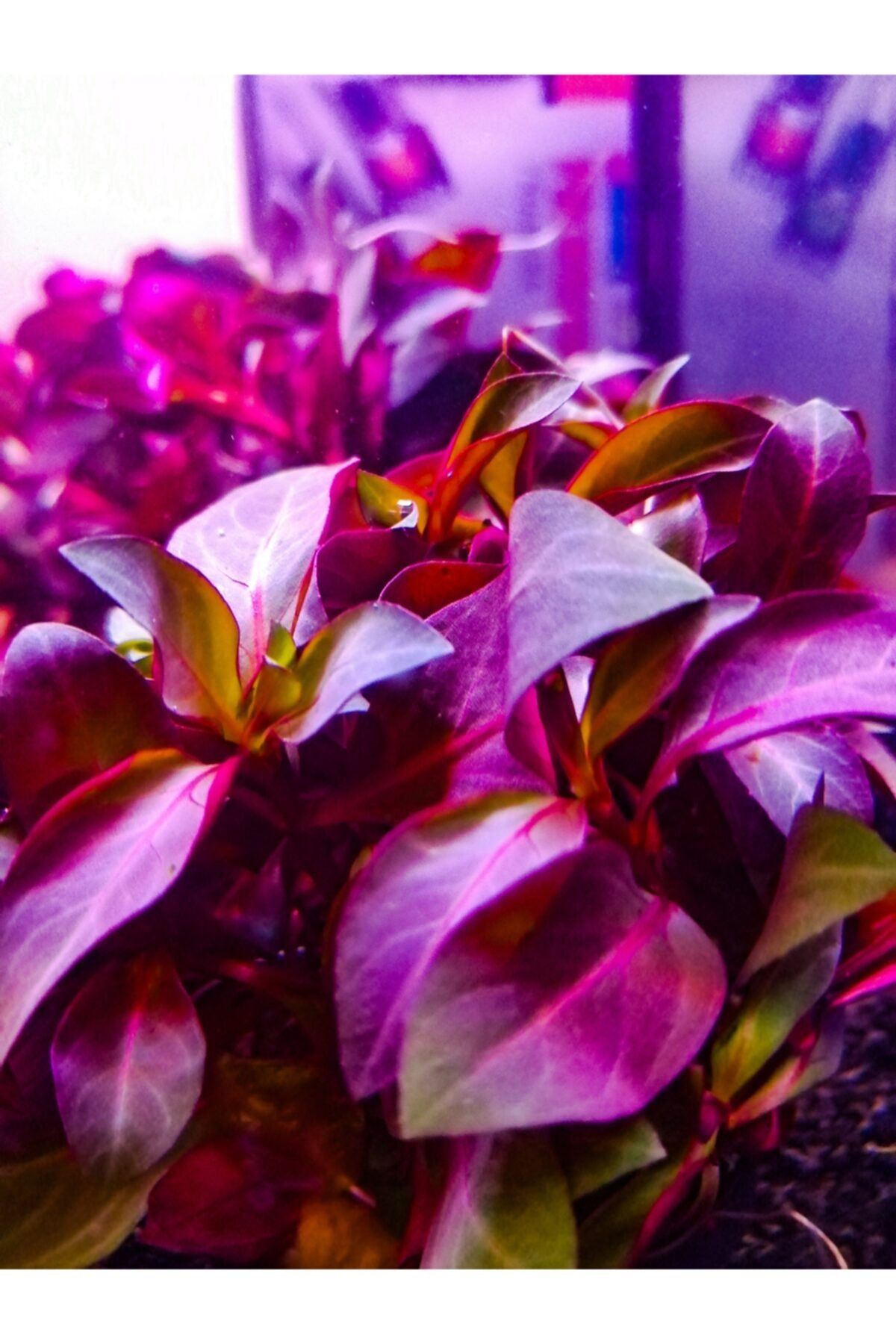 WOOF Ludwigia Grandulosa Akvaryum Bitkisi Canlı Bitki 5 Dal