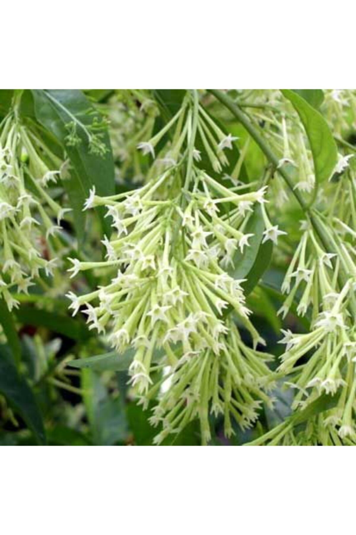Fidanburada Melisa - Parfüm Çiçeği 6'lı Set (cestrum Nocturnum)