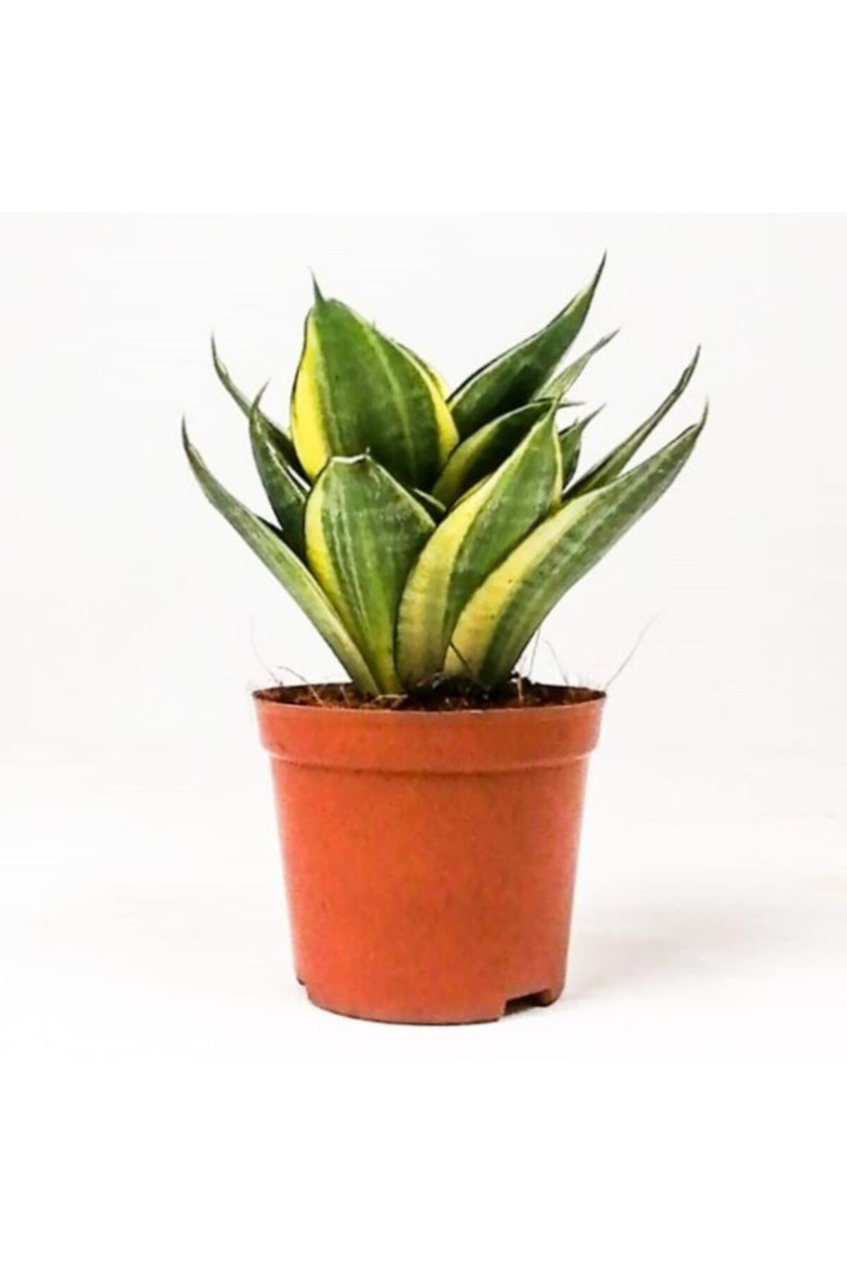 Fidanburada Bodur Paşa Kılıcı - Sansevieria Trif. Grey Hahnii