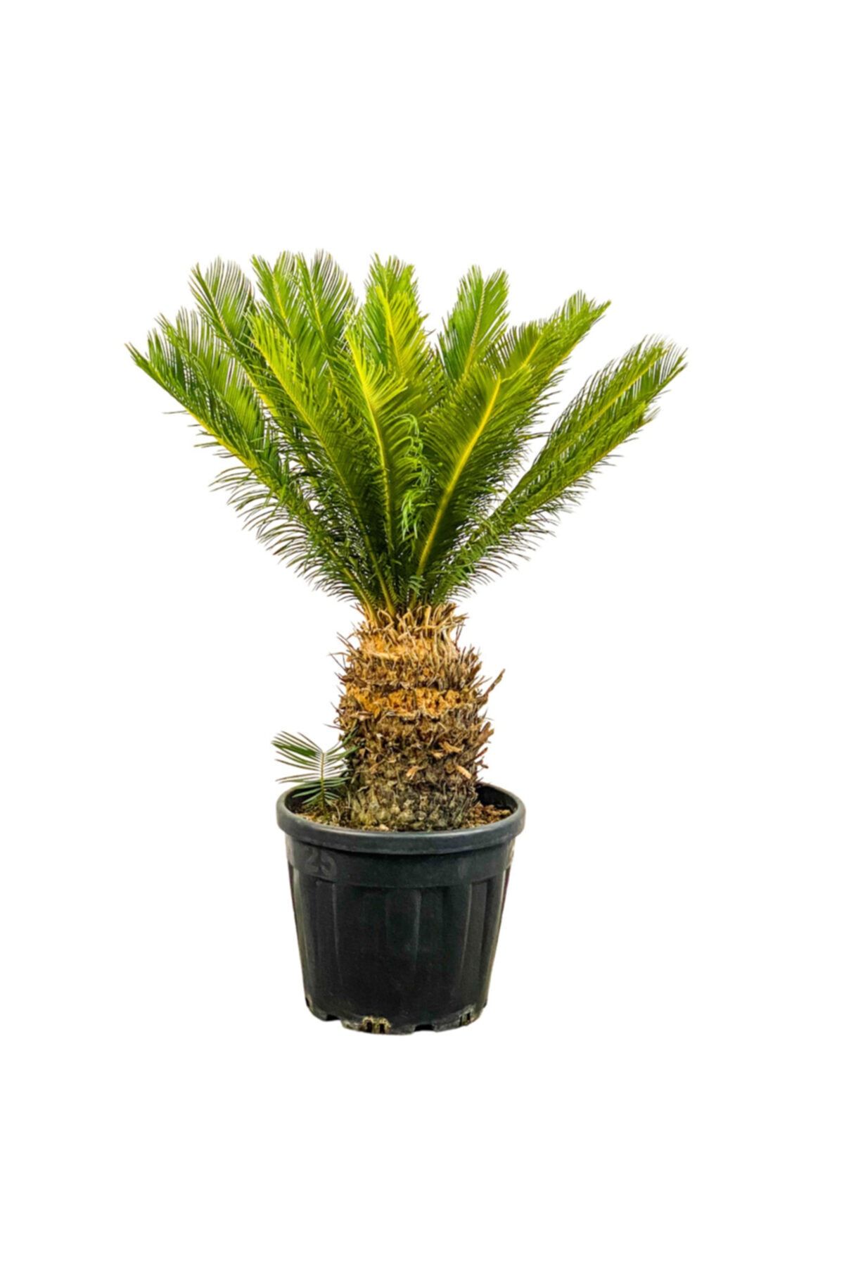 Fidanburada Sikas - Japon Sago Palmiyesi (cycas) 120cm+