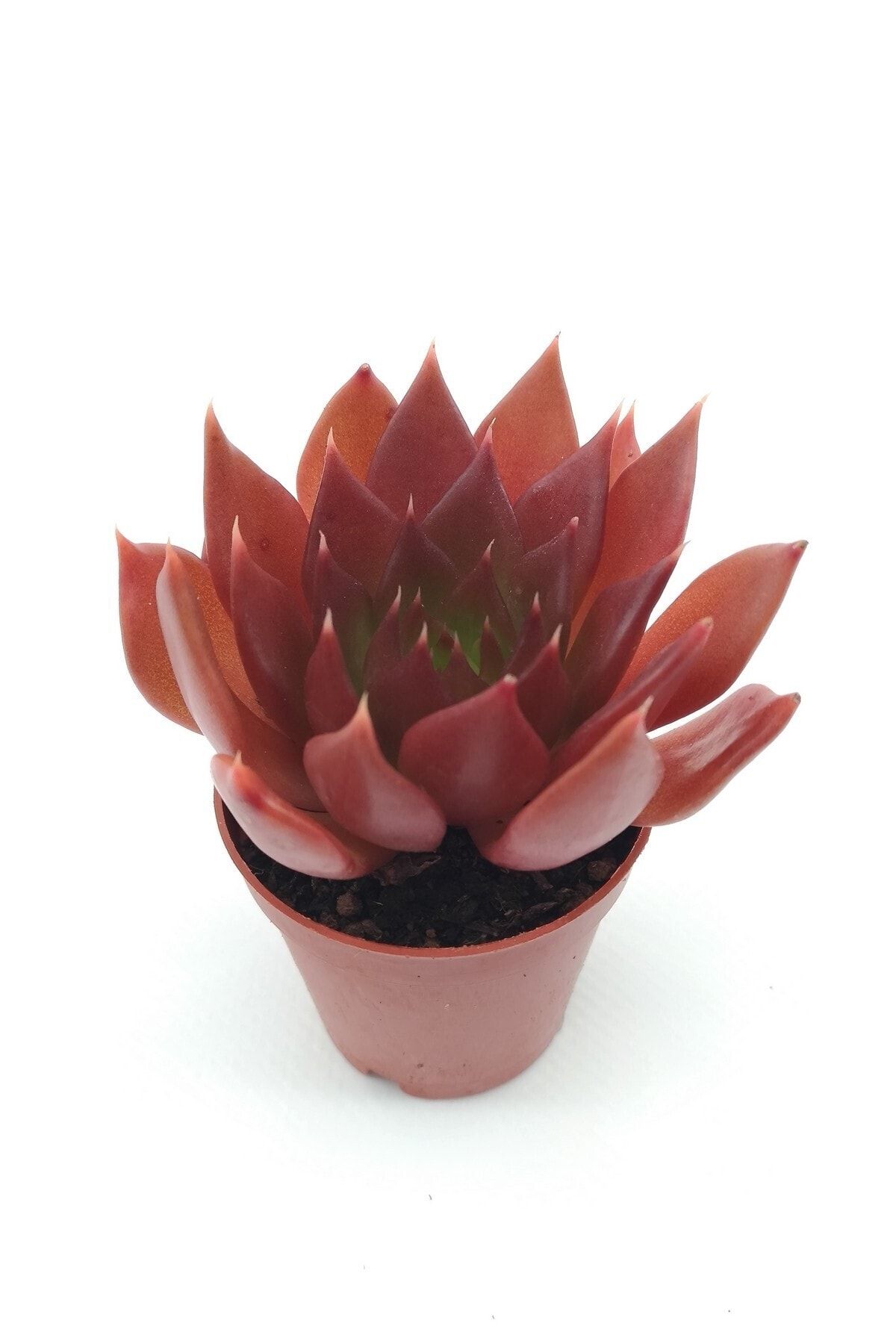 kaktuskent Echeveria Black Prince Sukulent - 5.5 Cm Saksıda
