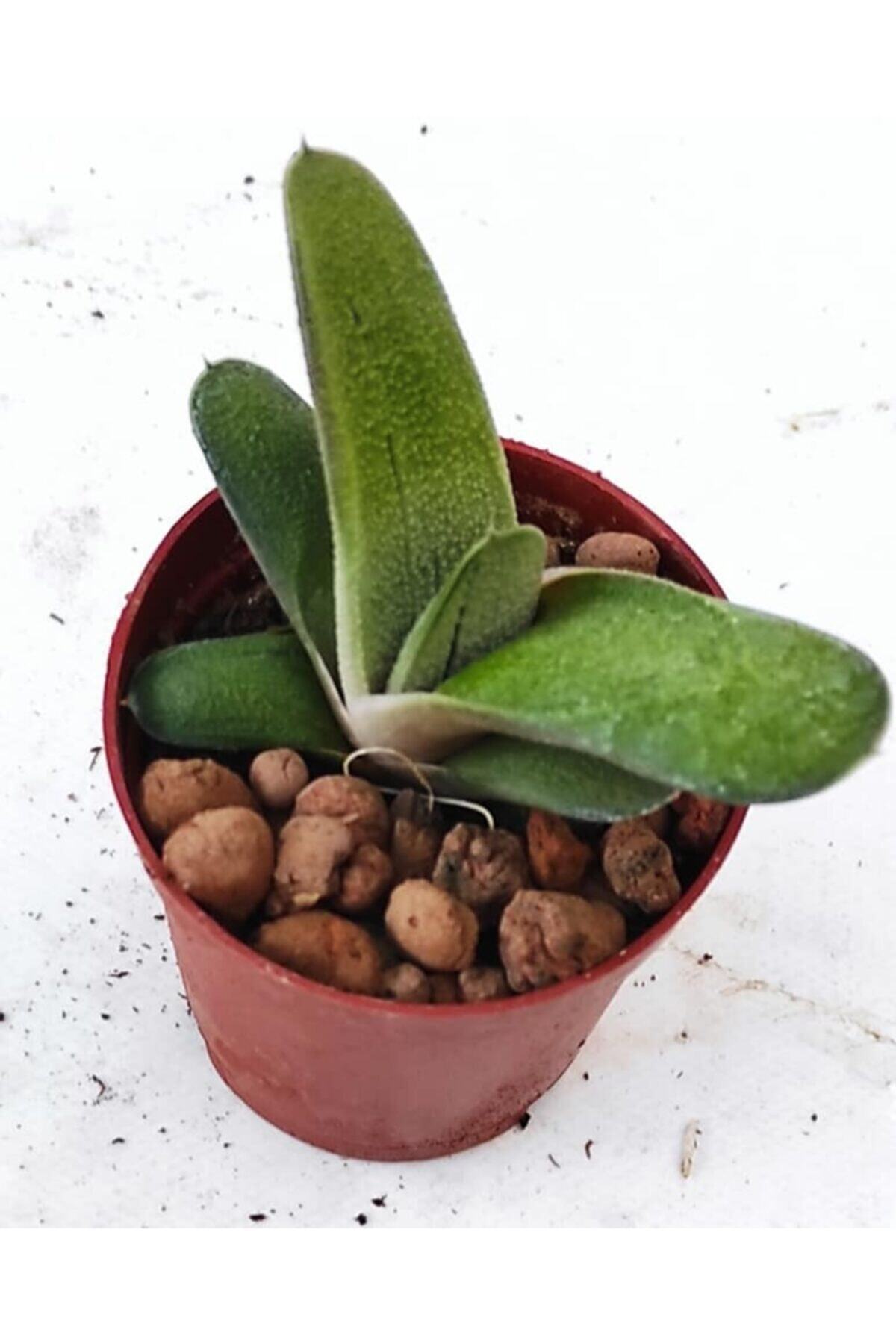 Pagoda 5 Li Set-5.5 Cm Saksıda-ref 24-gasteria-haworthia Türleri