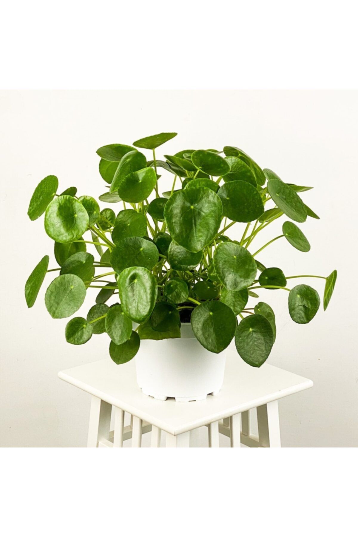 Fidanburada Dev Pilea Peperomioides - Çin Para Bitkisi